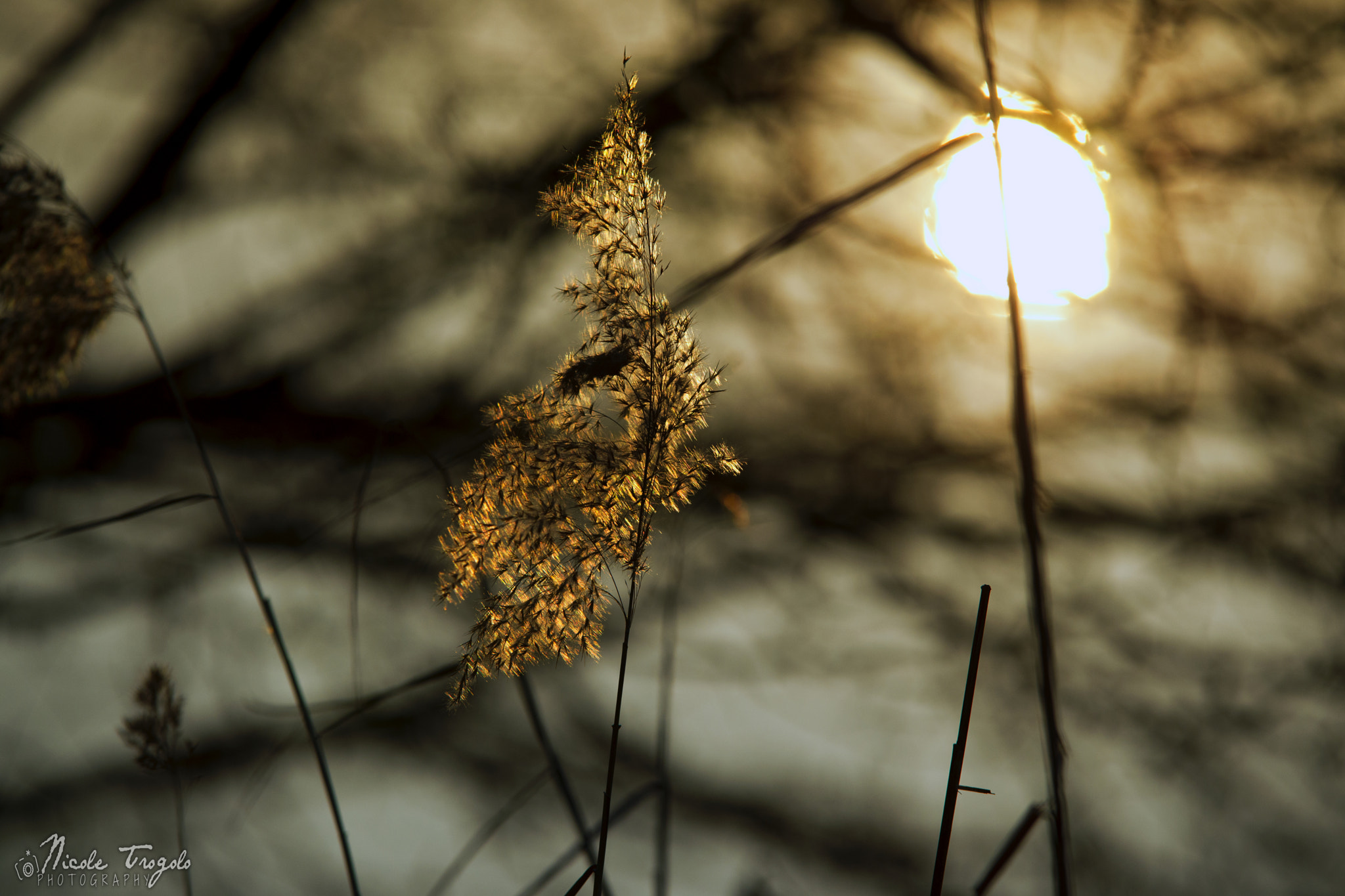 Sigma 70-200mm F2.8 EX DG OS HSM sample photo. Backlight photography