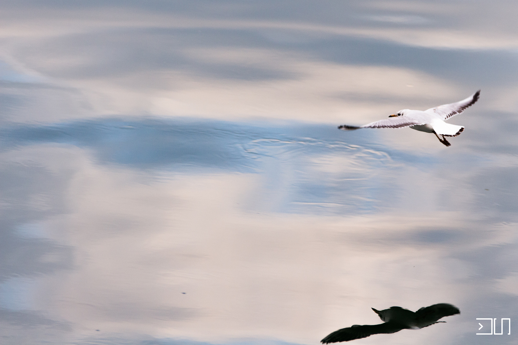 Sigma 70-200mm F2.8 EX DG OS HSM sample photo. Savski galeb photography