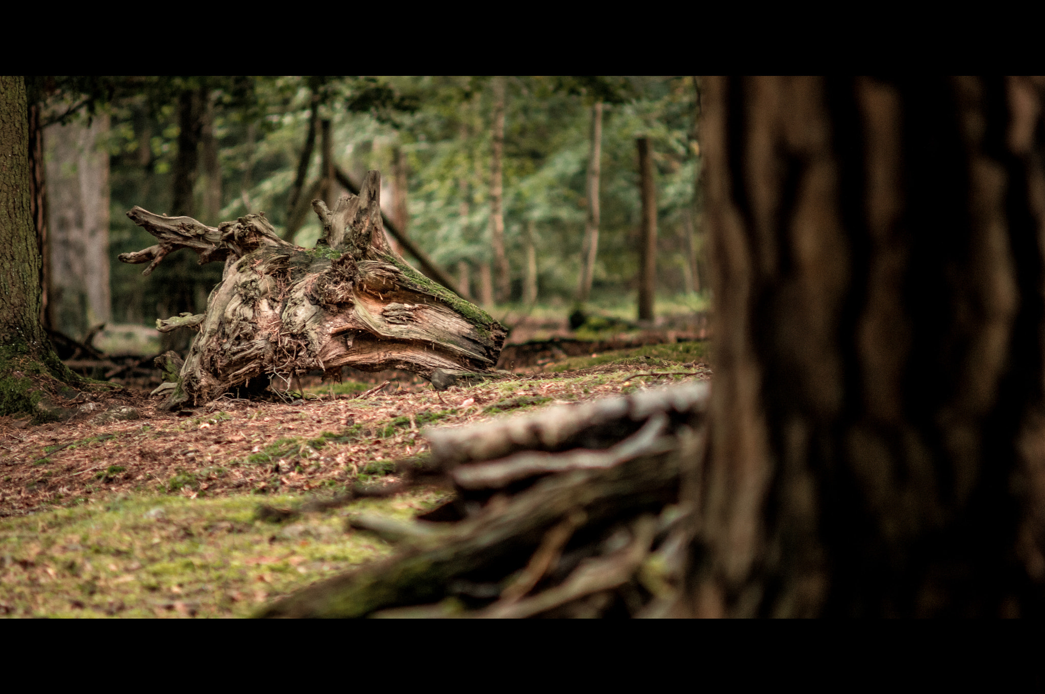 Minolta AF 70-210mm F4 Macro sample photo. Dragon photography