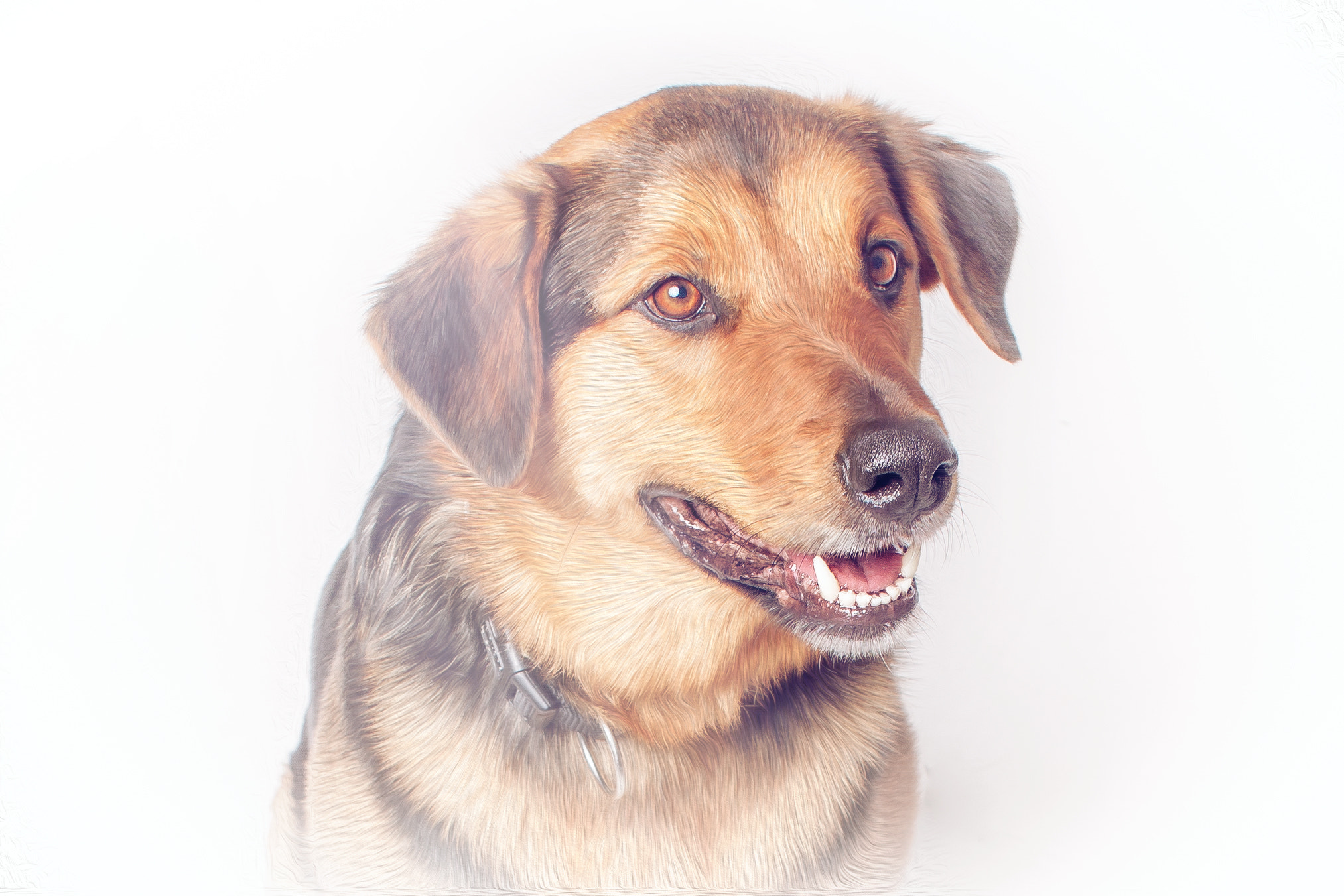 Canon EF 28mm F2.8 sample photo. Dog portrait photography