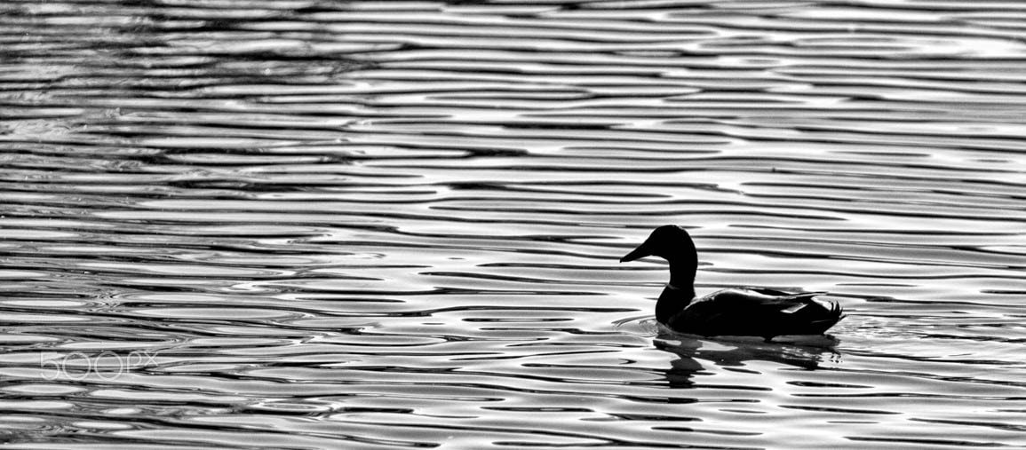 Canon EOS 40D + Canon EF 70-200mm F2.8L USM sample photo. Duck silhouette photography