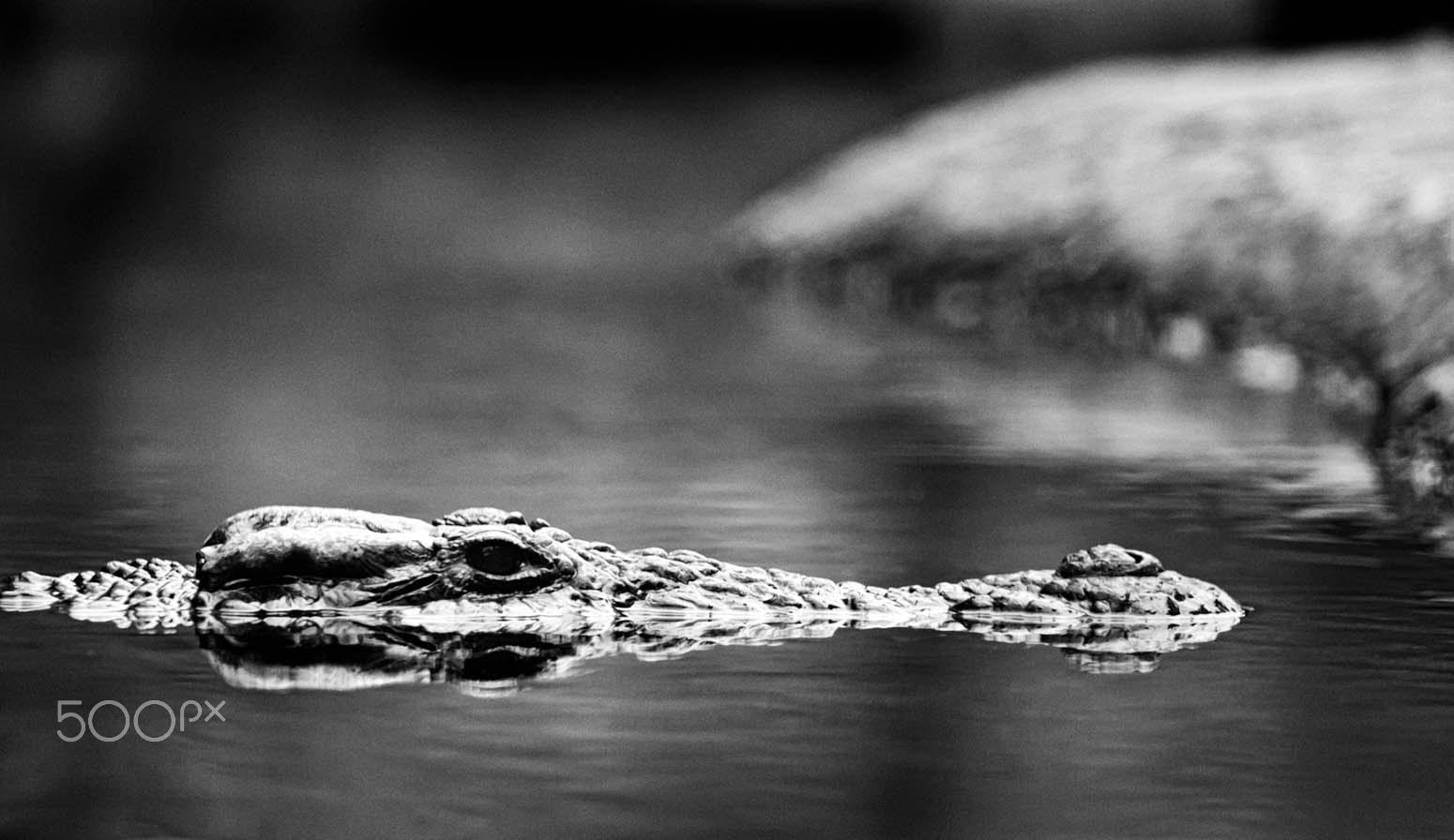 Canon EF 70-200mm F2.8L USM sample photo. Alligator profile submerged photography