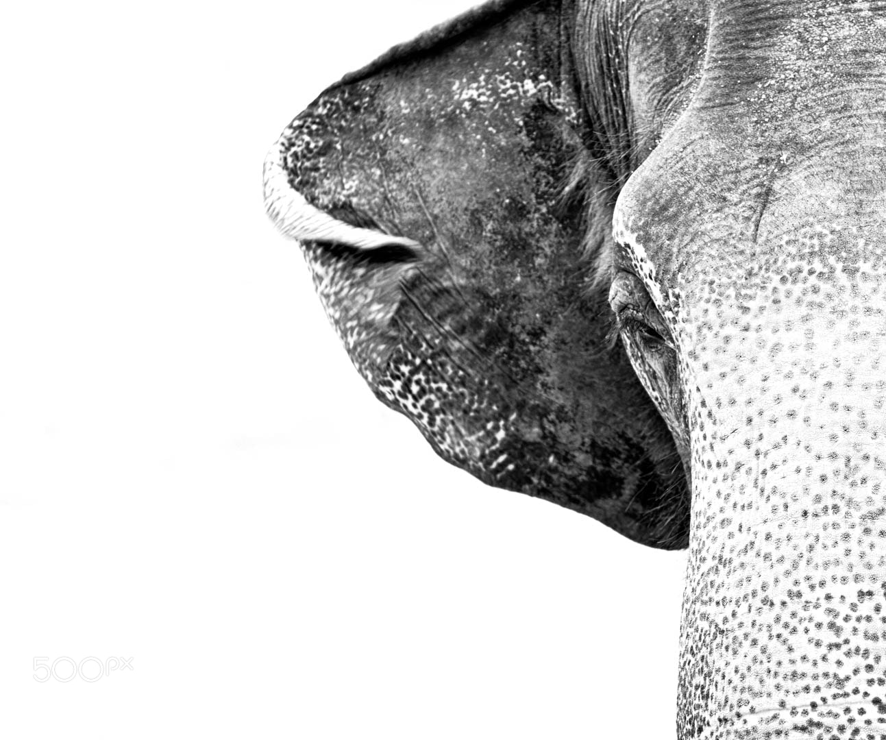 Canon EF 70-200mm F2.8L USM sample photo. Elephant photography