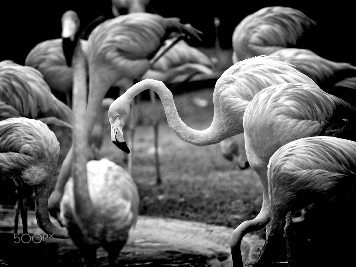 Canon EOS 40D + Canon EF 70-200mm F2.8L USM sample photo. Flamingo at the watering hole photography