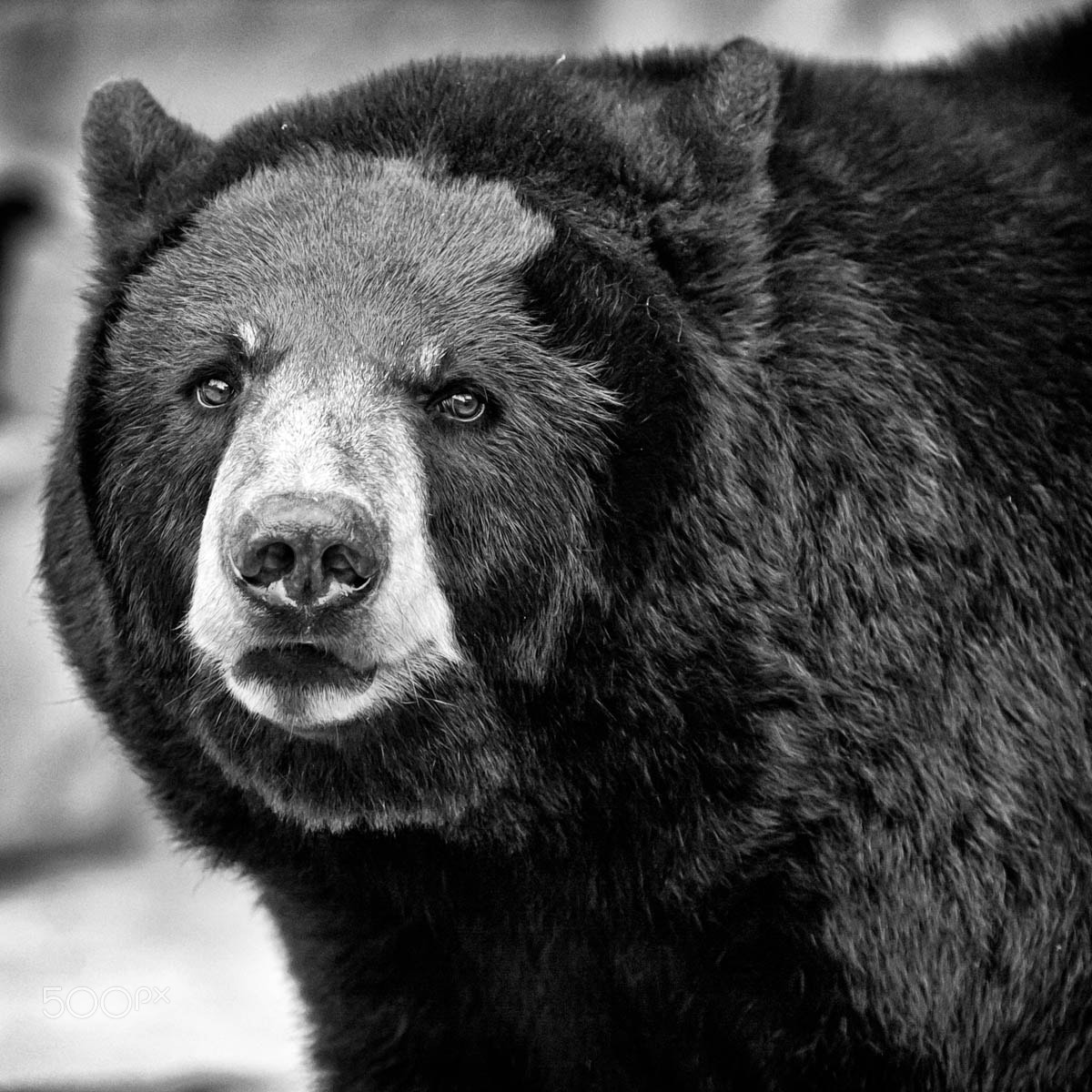 Canon EF 70-200mm F2.8L USM sample photo. North american black bear photography