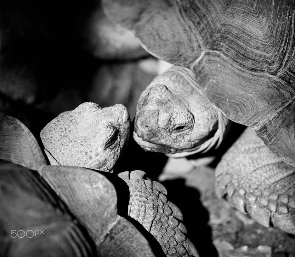 Sigma 85mm F1.4 EX DG HSM sample photo. Sulcata tortoise photography