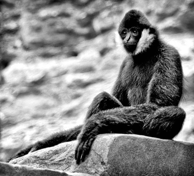 Canon EF 70-200mm F2.8L USM sample photo. White cheeked gibbon' photography