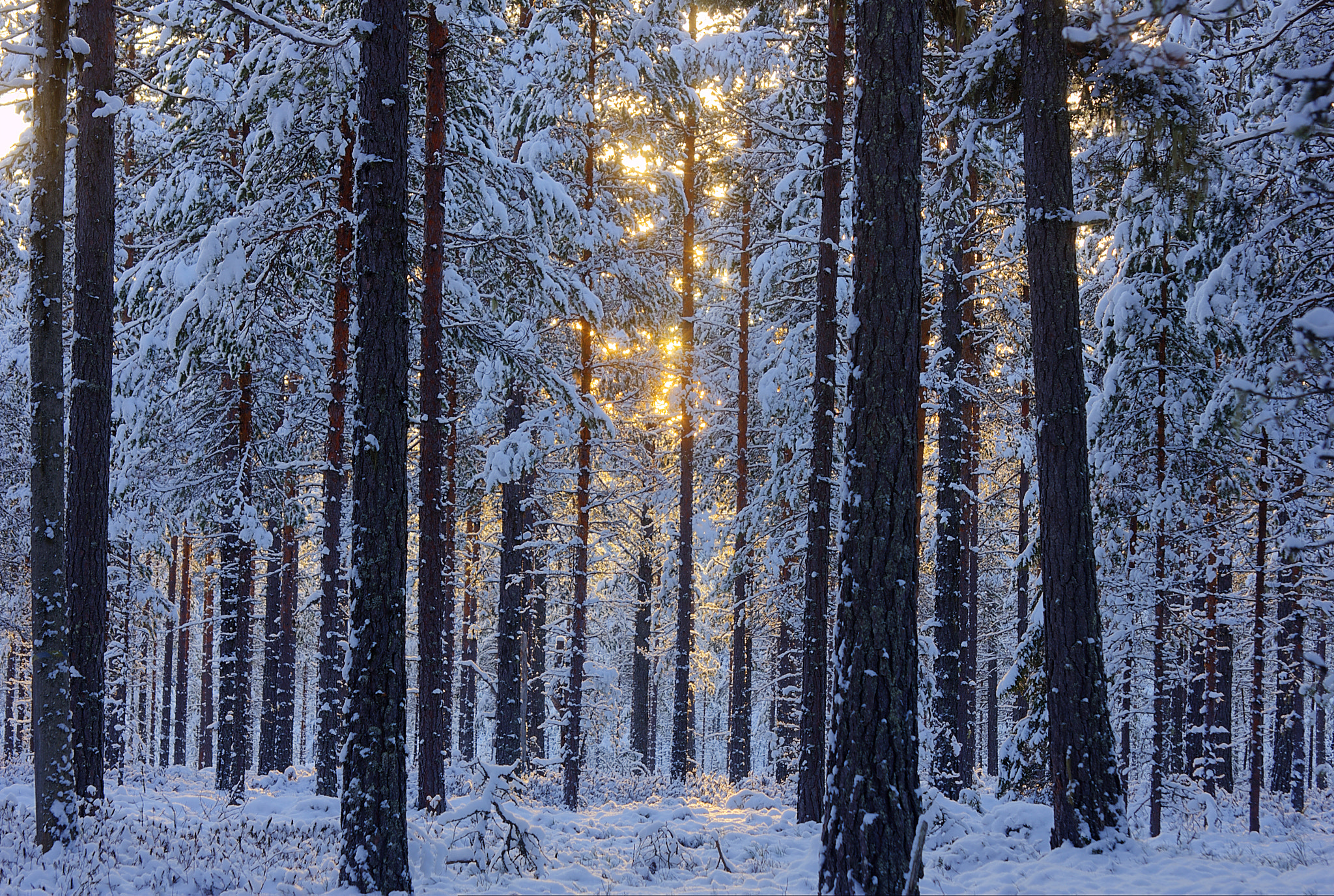 Sigma 50-200mm F4-5.6 DC OS HSM sample photo. Snowy forest photography