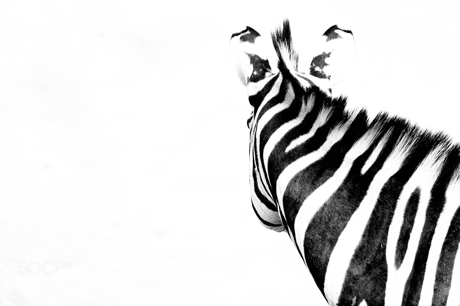 Canon EF 70-200mm F2.8L USM sample photo. Zebra photography