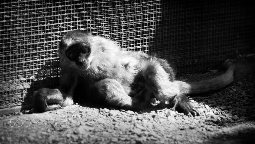Sigma 85mm F1.4 EX DG HSM sample photo. Spider monkey photography
