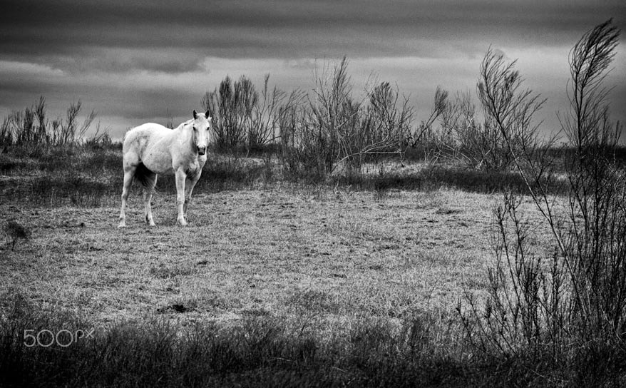Sigma 85mm F1.4 EX DG HSM sample photo. White horse in pasture with storm clouds photography