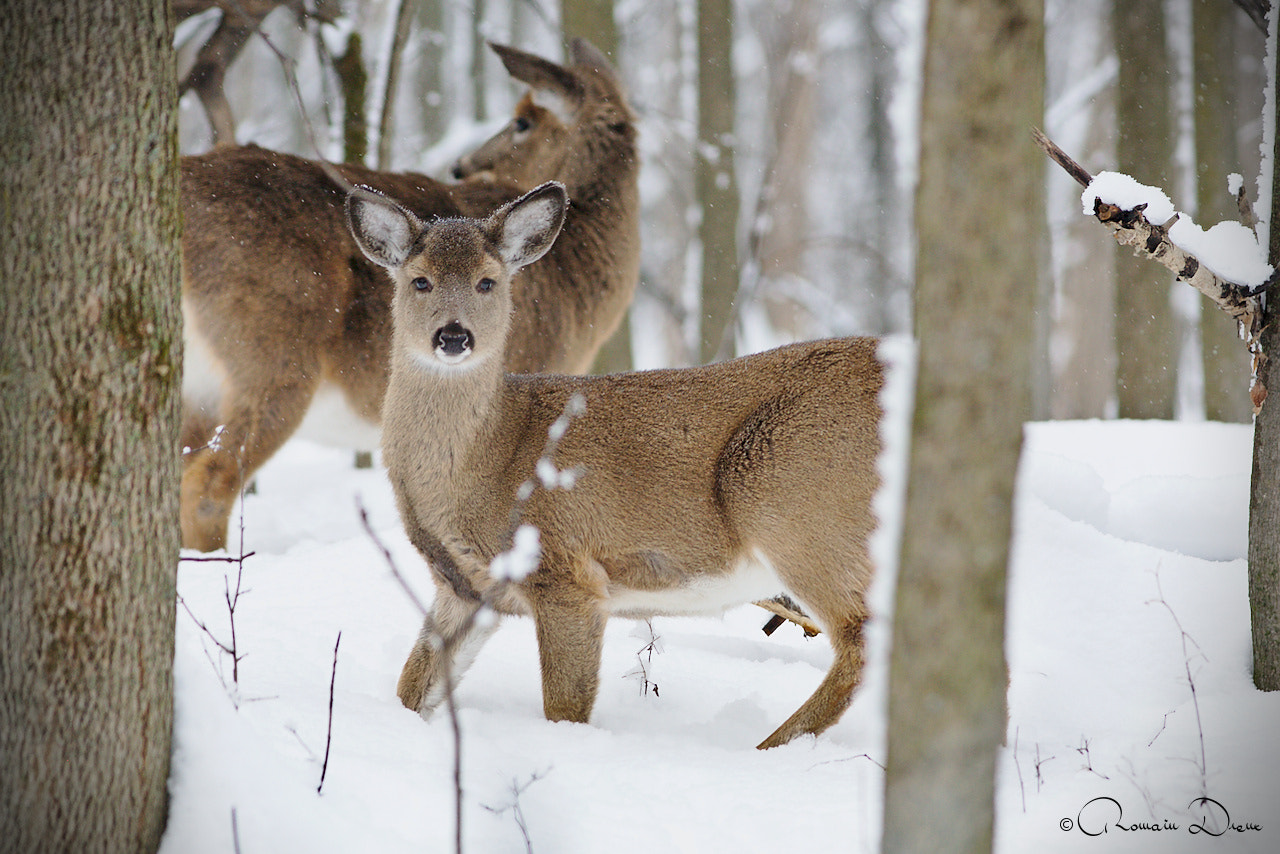 Canon EOS 5D + Canon EF 300mm F4L IS USM sample photo. Surprise.... photography