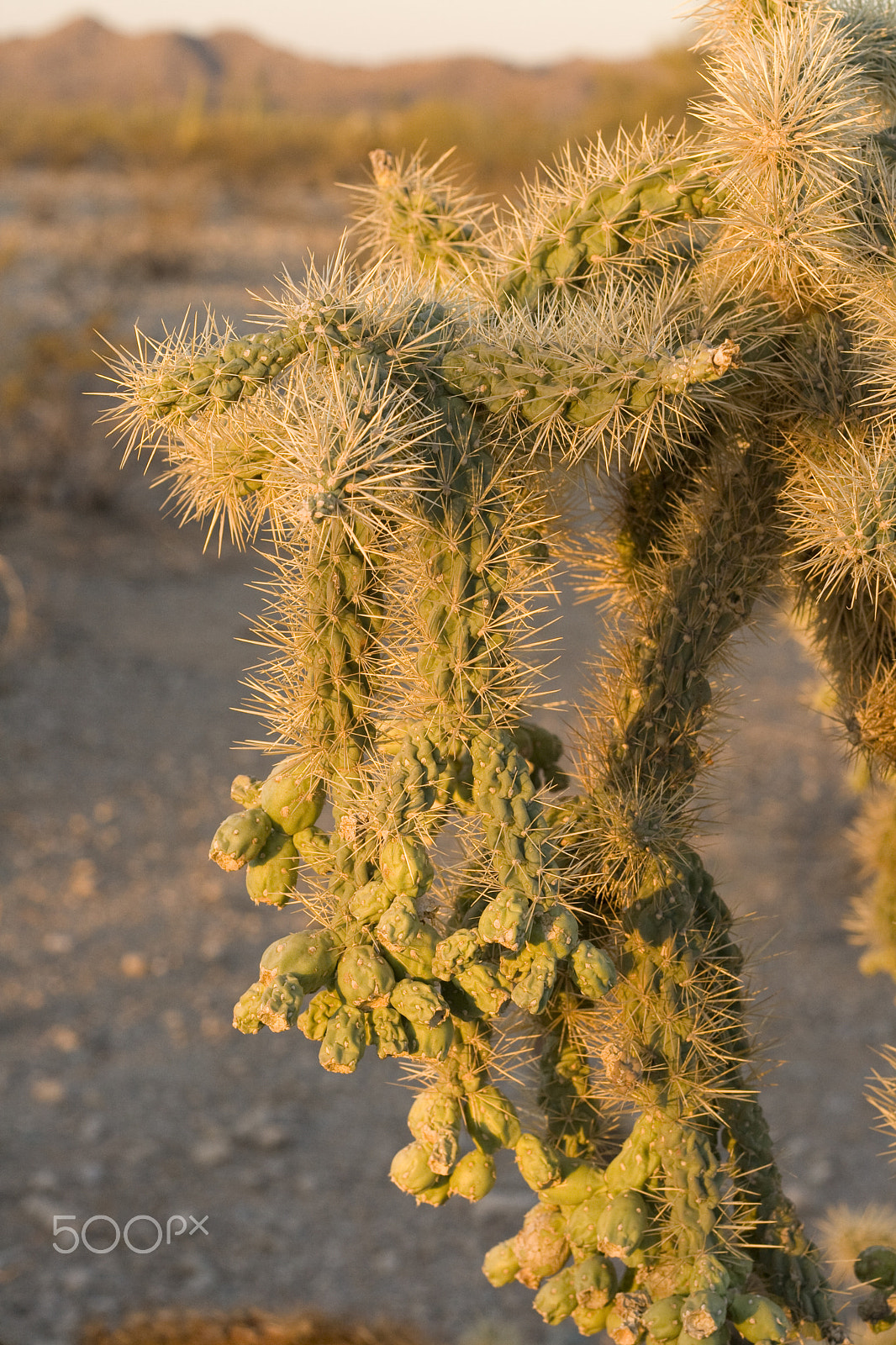 Canon EF 50mm f/1.8 sample photo. Desert morning photography
