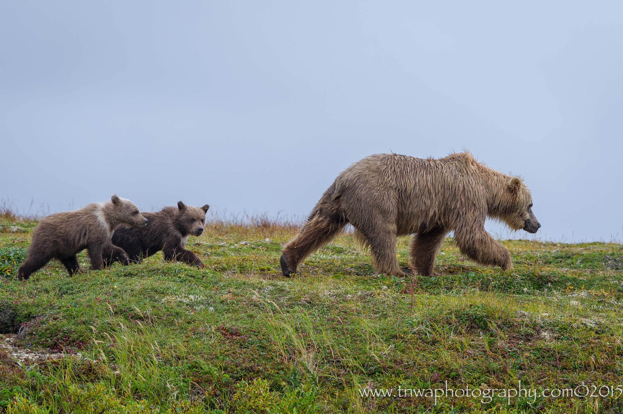 Nikon D3S + Nikon AF-S Nikkor 500mm F4G ED VR sample photo. Follow the leader photography