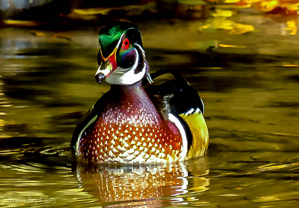 Canon EF 100-400mm F4.5-5.6L IS USM sample photo. Woody wood duck photography