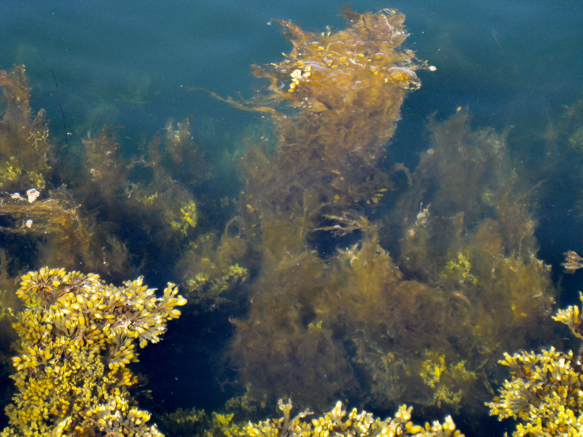 Canon DIGITAL IXUS 950 IS sample photo. Seaweed_img_1584.jpg photography