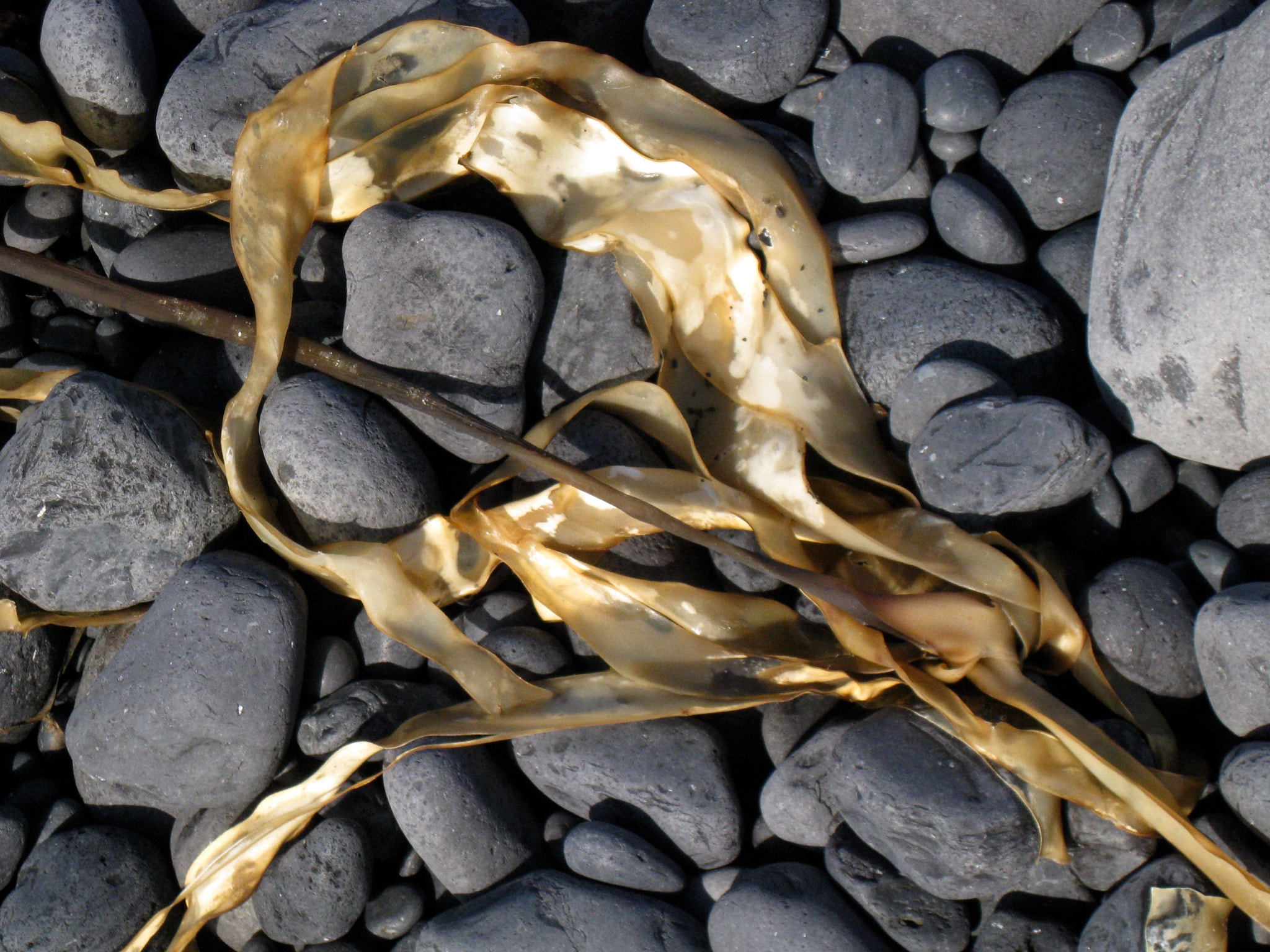Canon DIGITAL IXUS 950 IS sample photo. Golden seaweed_img_2972.jpg photography