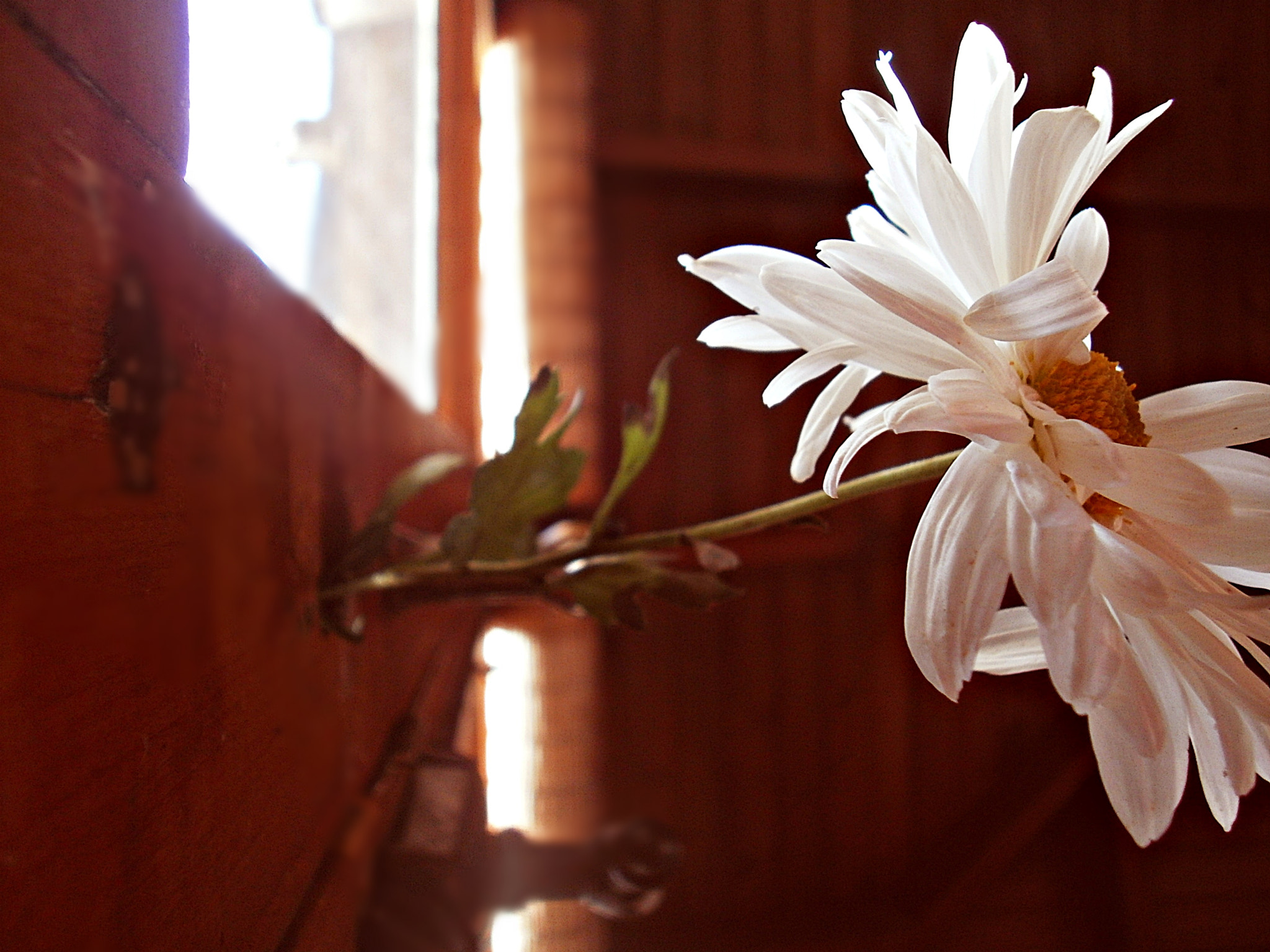 Olympus FE4020,X940 sample photo. Otc photography