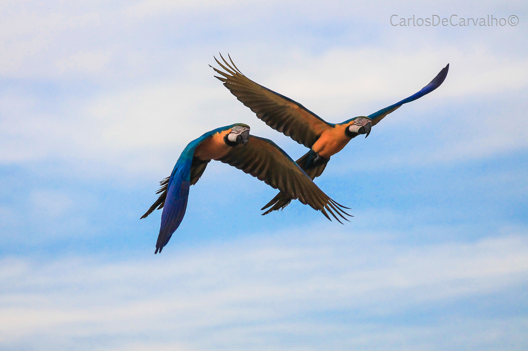 Sigma 70-300mm F4-5.6 APO DG Macro sample photo. "araras"  macaw photography