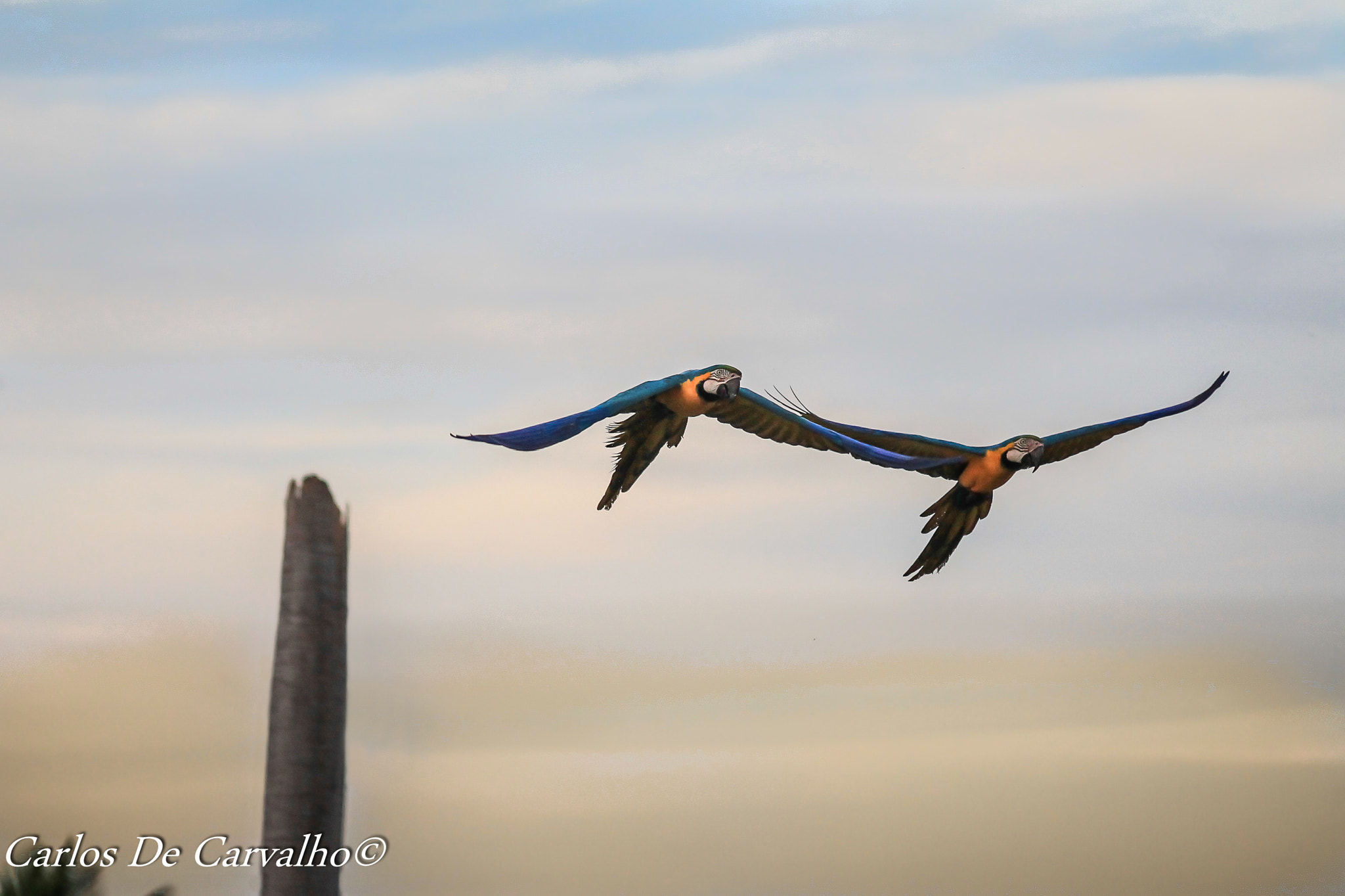 Sigma 70-300mm F4-5.6 APO DG Macro sample photo. Macaw in my little town photography