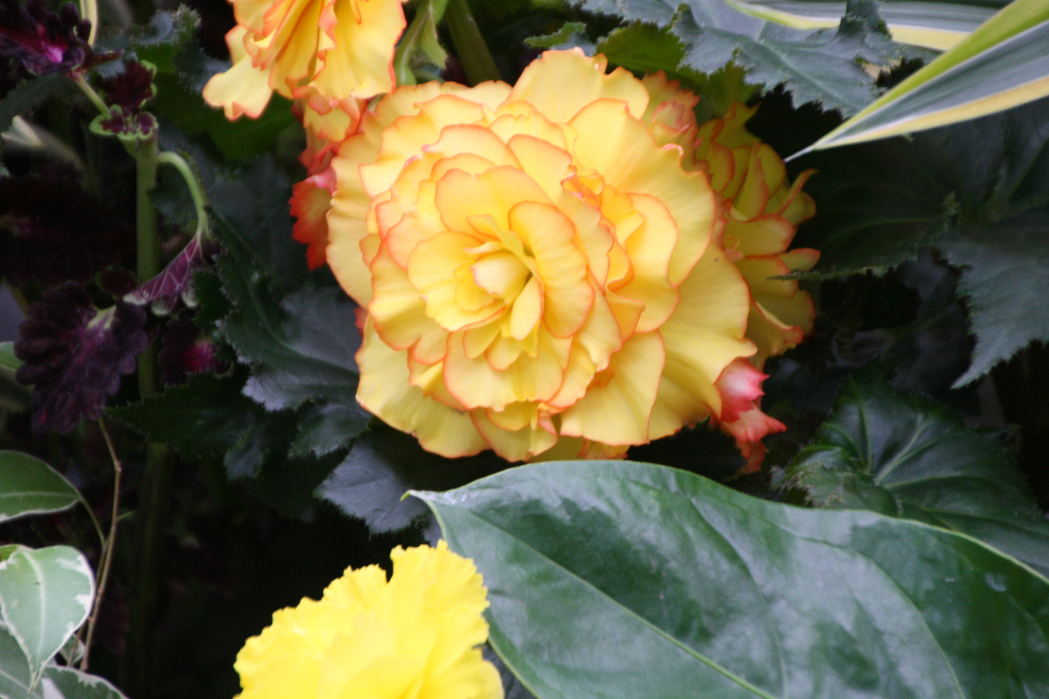 Canon EOS 1000D (EOS Digital Rebel XS / EOS Kiss F) sample photo. Yellow beauty photography