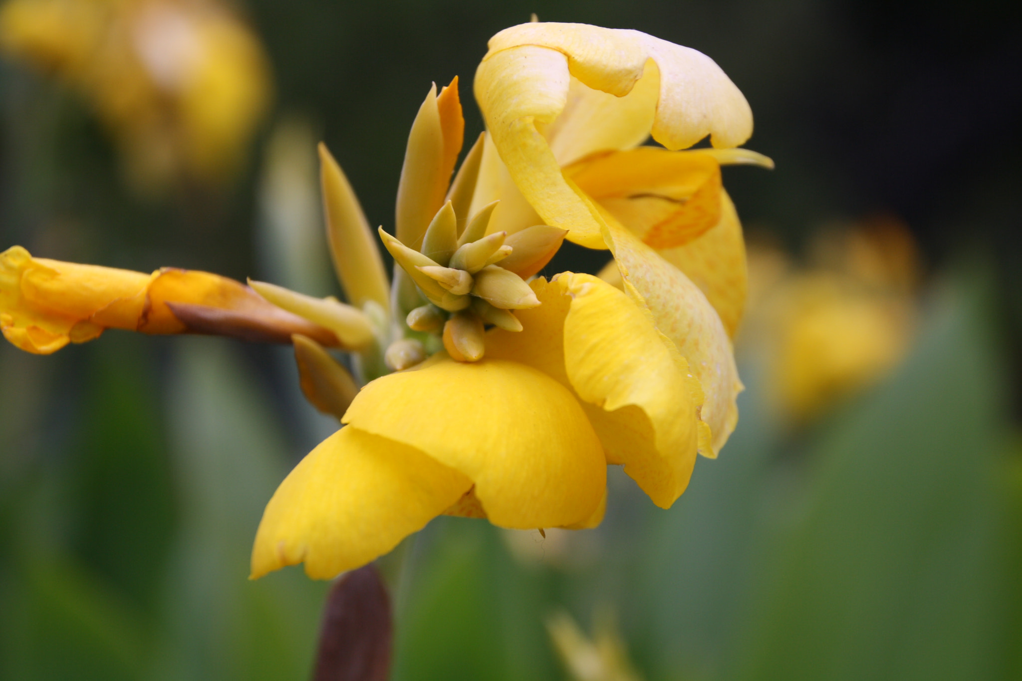 Canon EOS 1000D (EOS Digital Rebel XS / EOS Kiss F) sample photo. Beginning and ending photography
