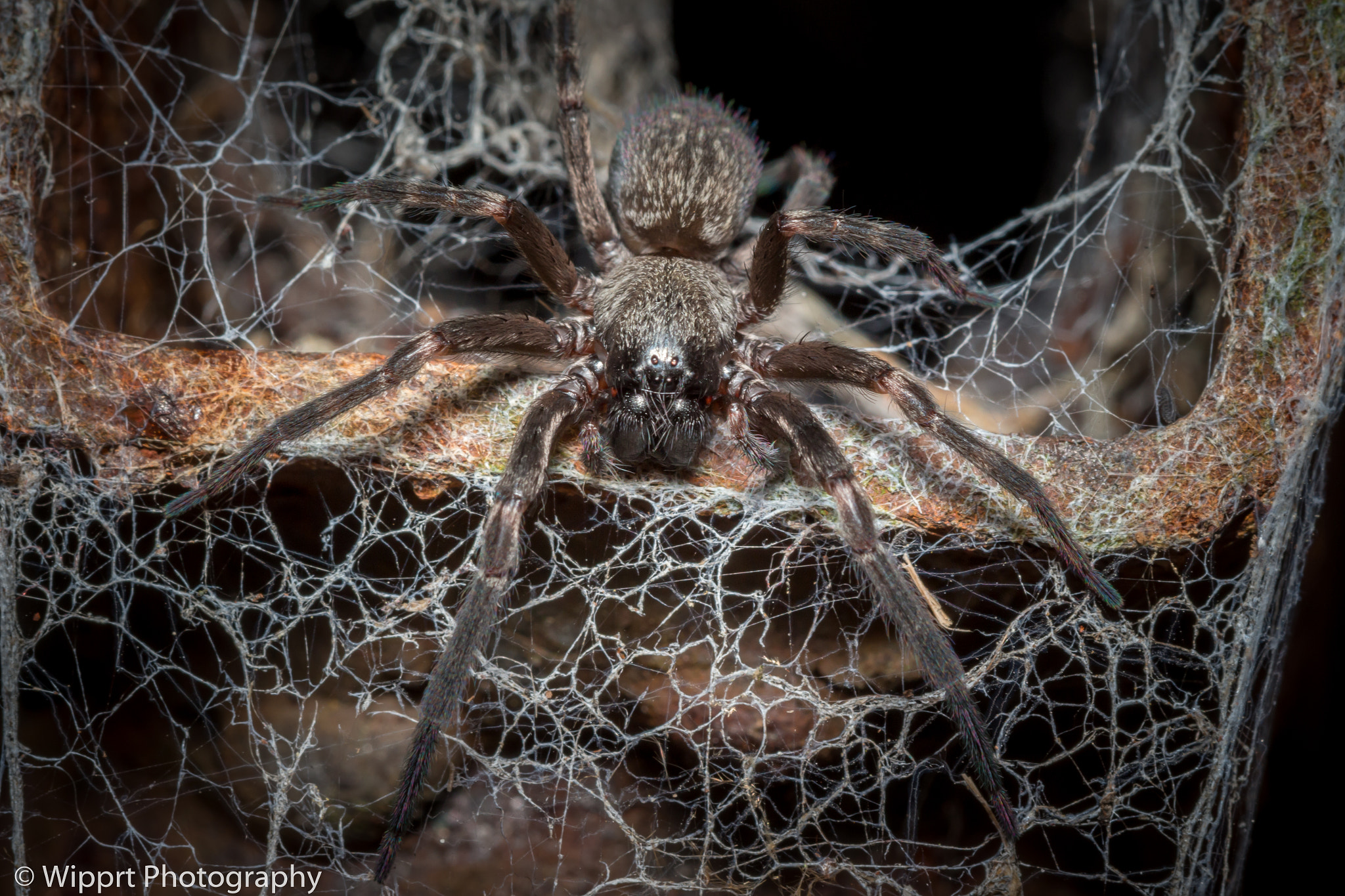Canon EOS 700D (EOS Rebel T5i / EOS Kiss X7i) + Canon EF 100mm F2.8 Macro USM sample photo. Badumna longinqua (brown house spider) photography