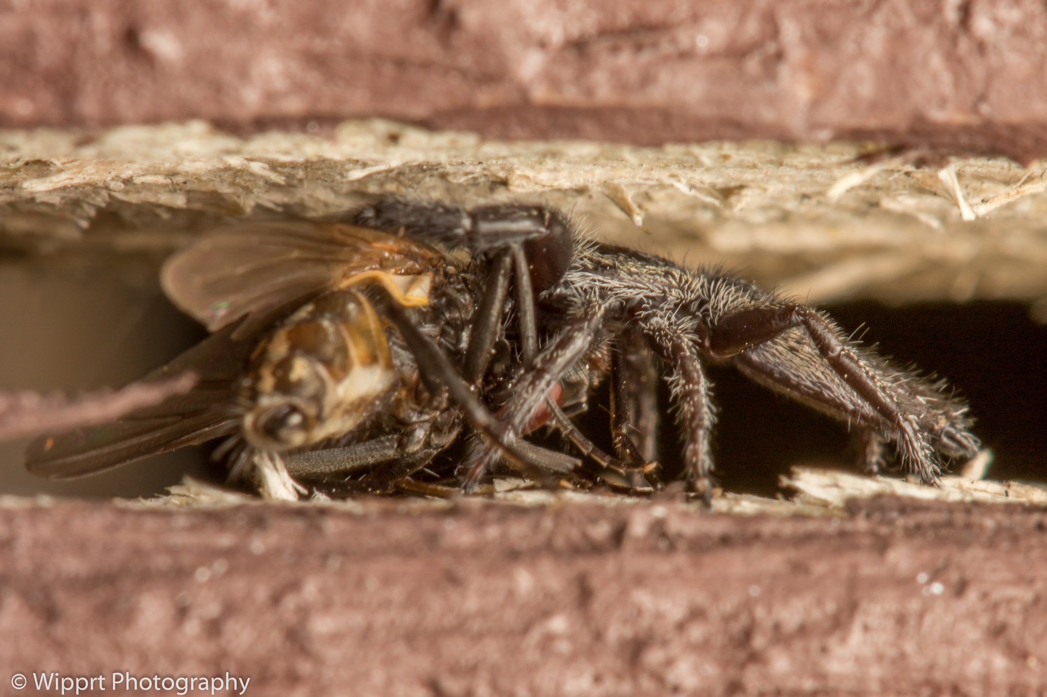 Canon EOS 700D (EOS Rebel T5i / EOS Kiss X7i) + Canon EF 100mm F2.8 Macro USM sample photo. Holoplatys sp (flattened jumping spider) photography