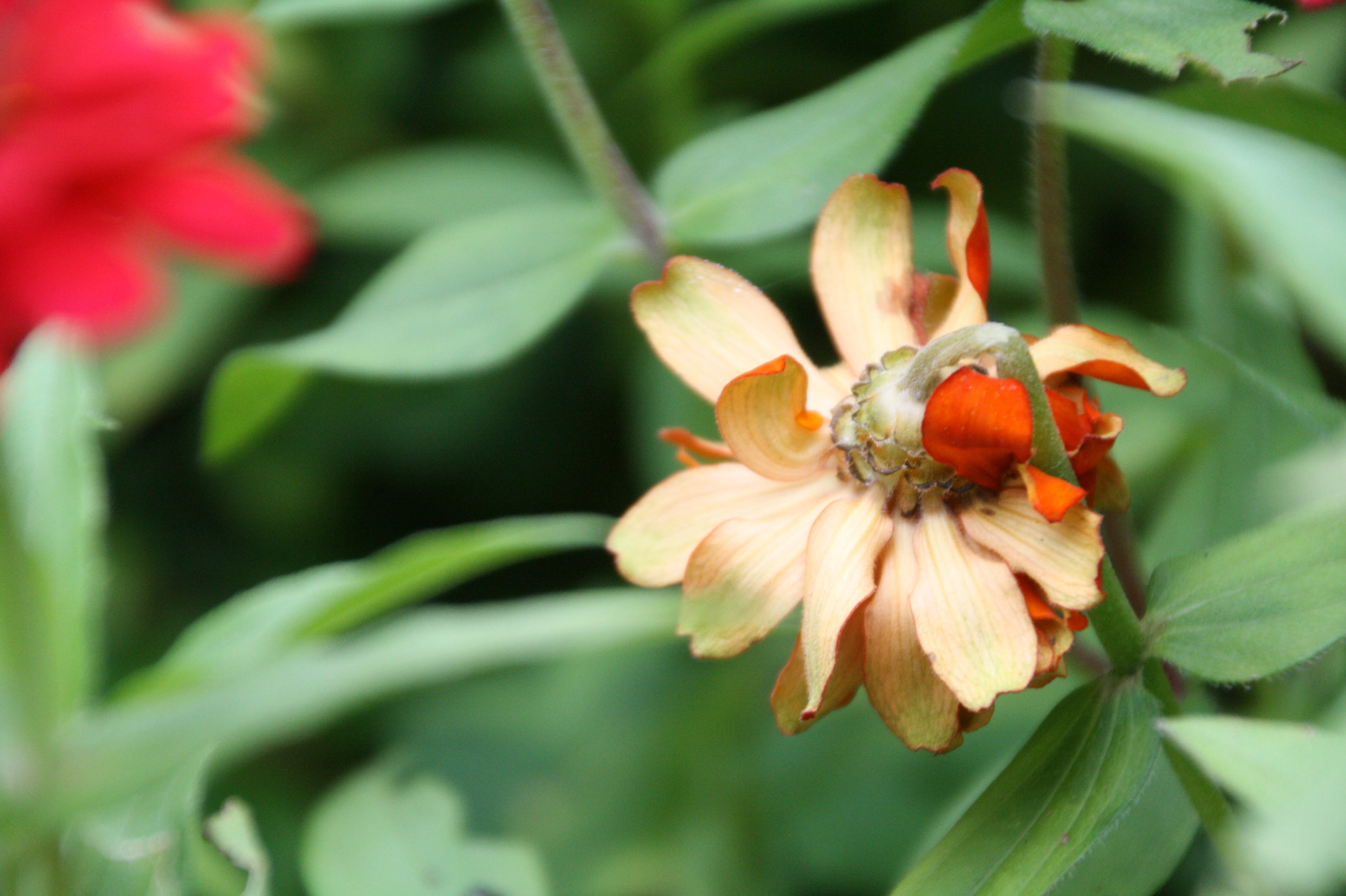 Canon EOS 1000D (EOS Digital Rebel XS / EOS Kiss F) sample photo. Flower from behind photography