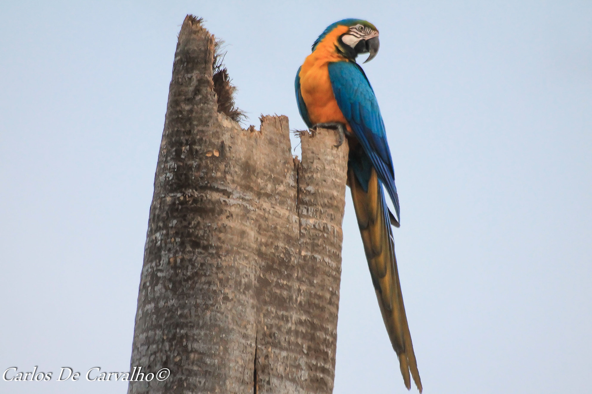 Sigma 70-300mm F4-5.6 APO DG Macro sample photo. Macaw photography