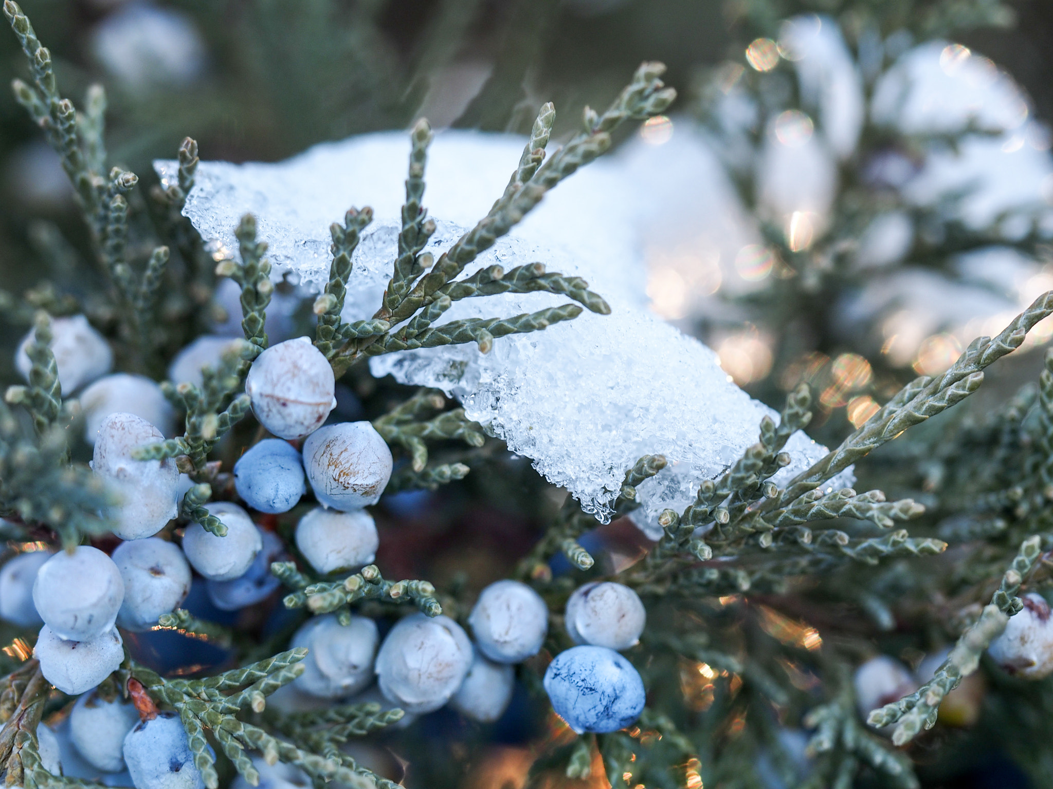 Olympus PEN E-PM2 sample photo. Berries and snow photography