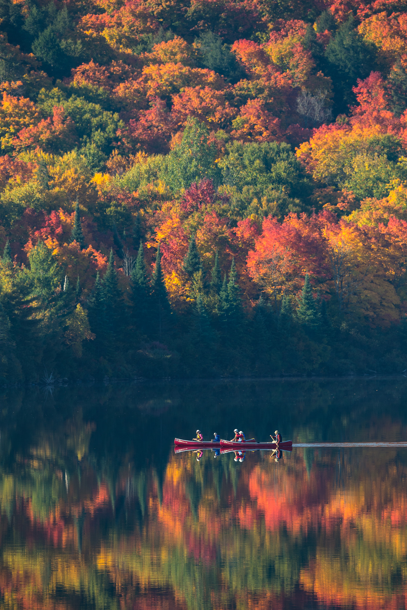 Canon EOS 6D + Canon EF 500mm F4L IS USM sample photo. Algonquin photography