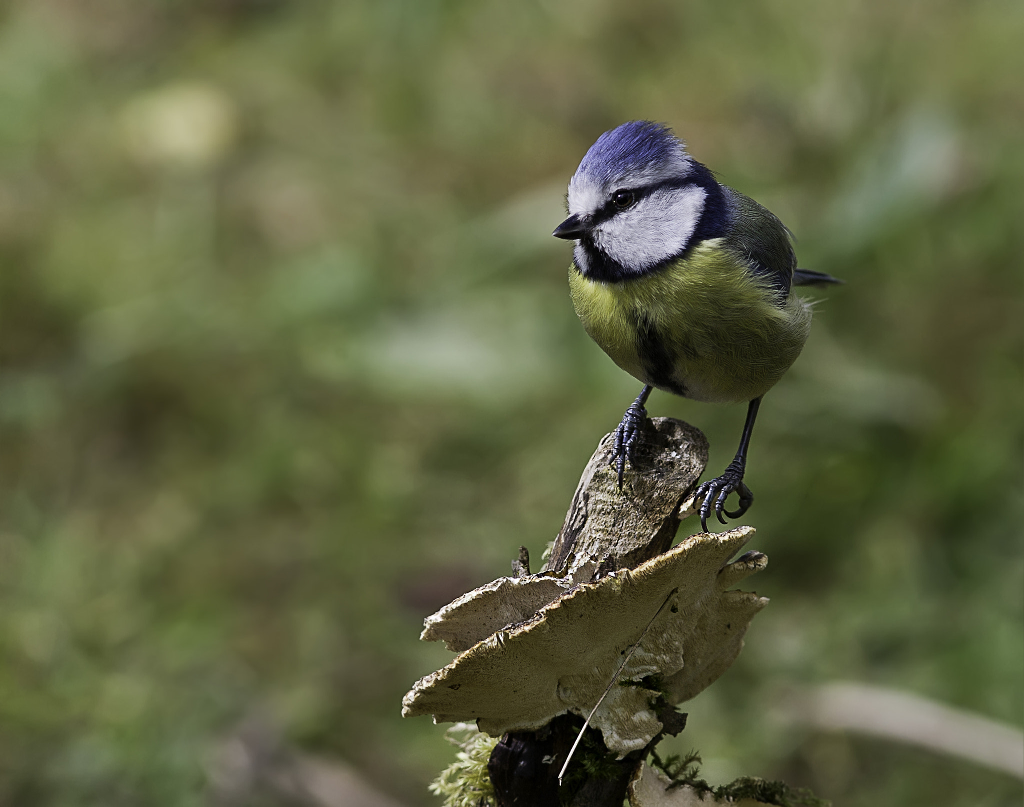 Canon EF 300mm F4L IS USM sample photo. Blue tit. photography