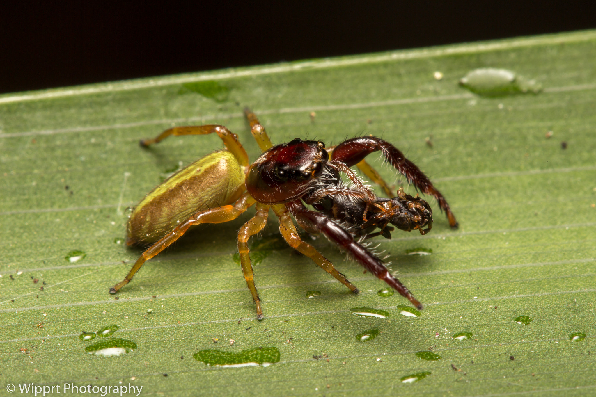 Canon EOS 700D (EOS Rebel T5i / EOS Kiss X7i) + Canon EF 100mm F2.8 Macro USM sample photo. Trite planiceps (black headed jumping spider) photography