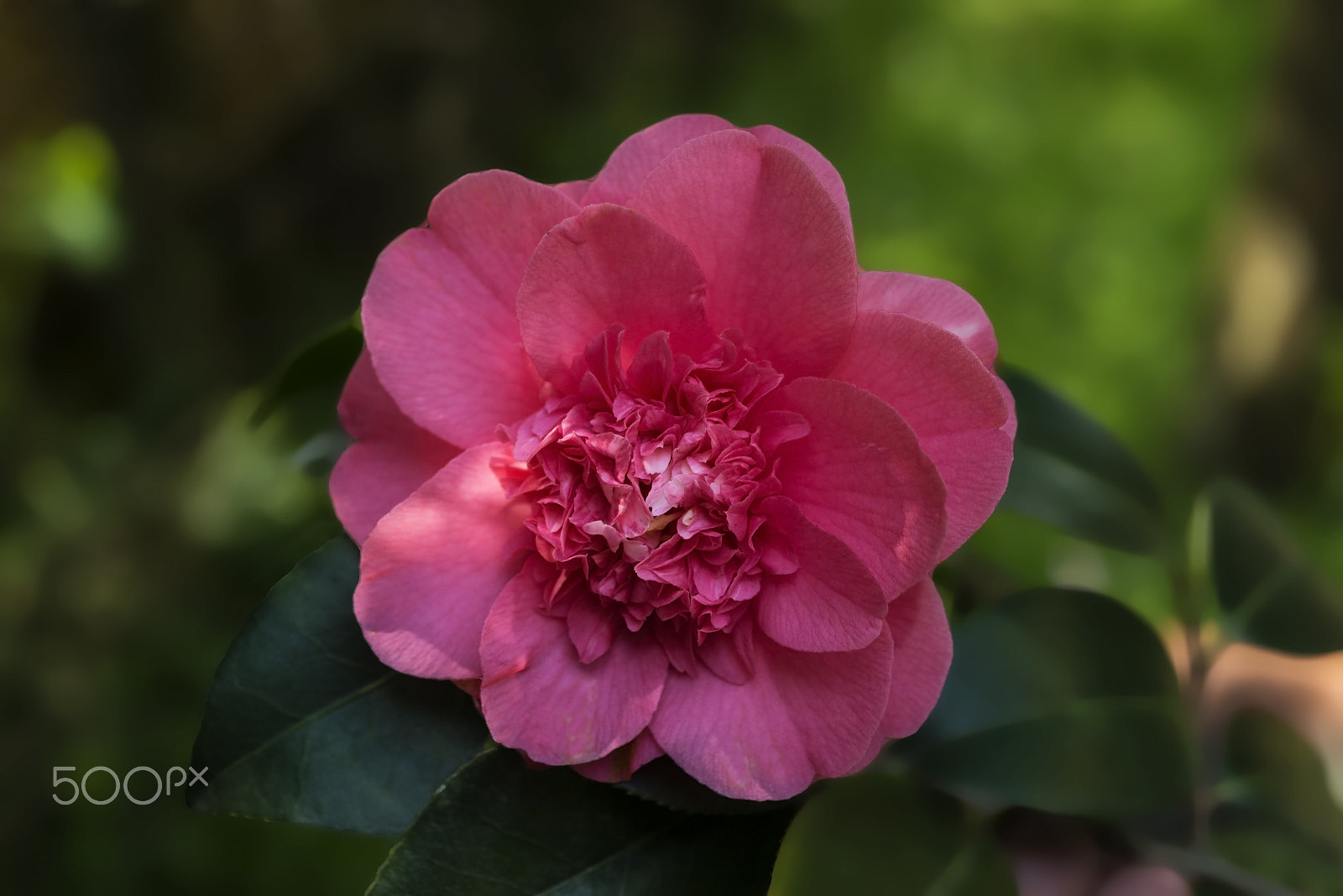 Nikon D800E + AF Micro-Nikkor 55mm f/2.8 sample photo. Kamelya (camellia) photography