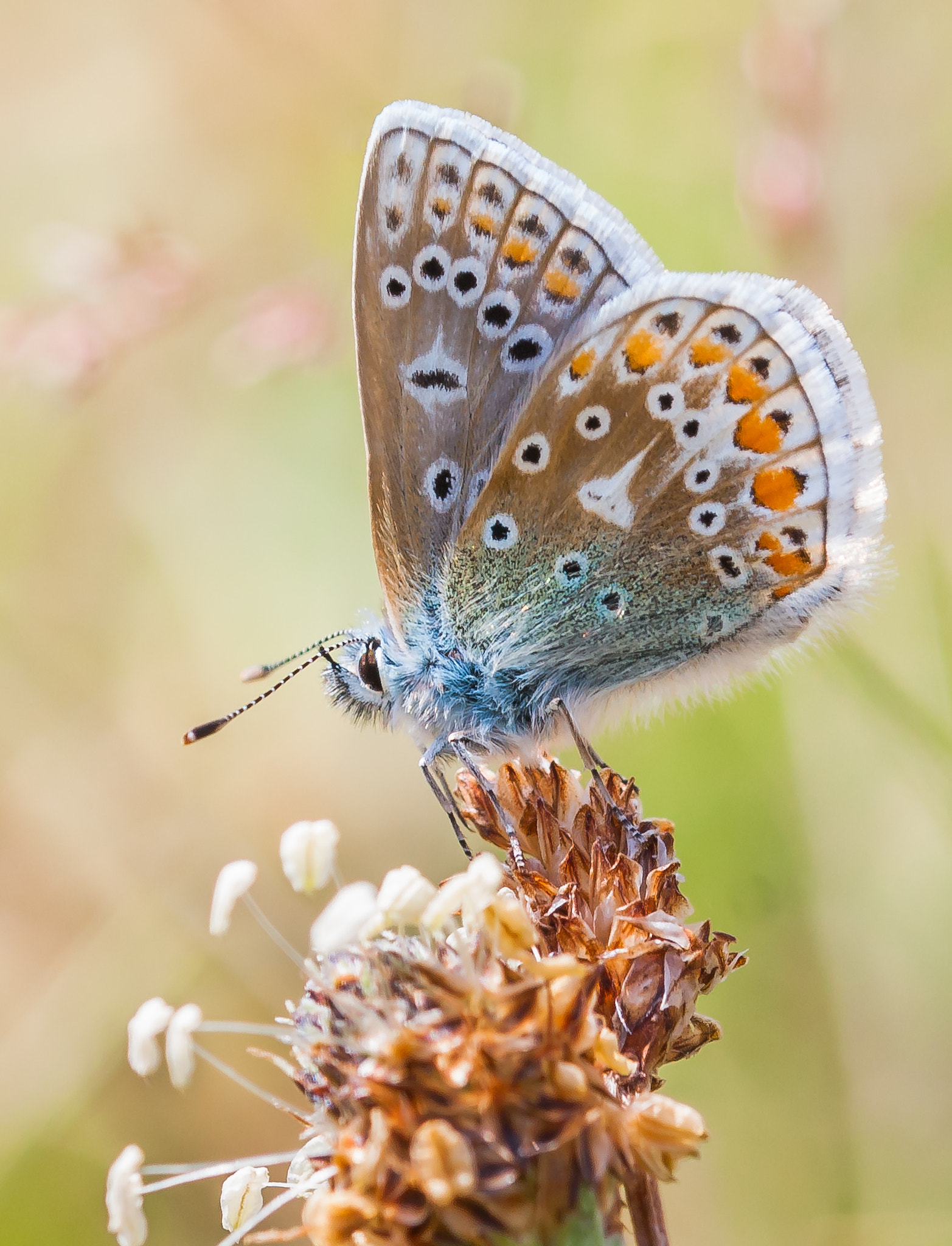 Canon EOS 40D + Sigma 105mm F2.8 EX DG OS HSM sample photo. Common blue butterfly photography