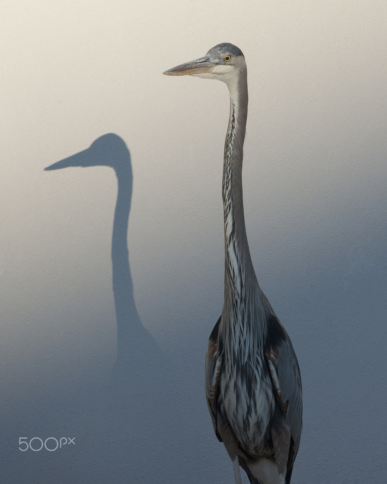 AF Zoom-Nikkor 28-105mm f/3.5-4.5D IF sample photo. Autumn egret at sunset photography