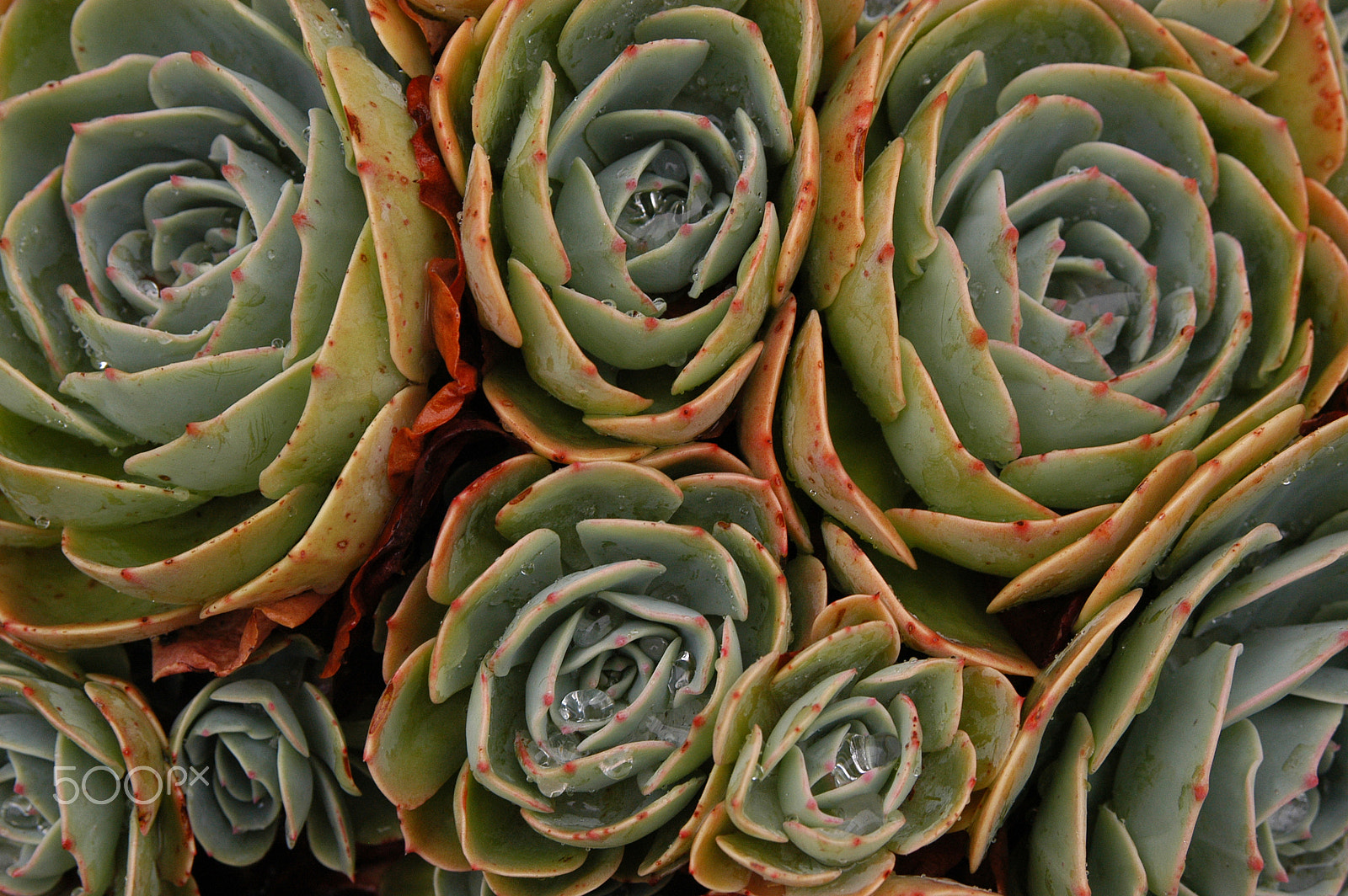 Nikon D100 + AF Zoom-Nikkor 28-105mm f/3.5-4.5D IF sample photo. Mendocino succulents in the rain photography