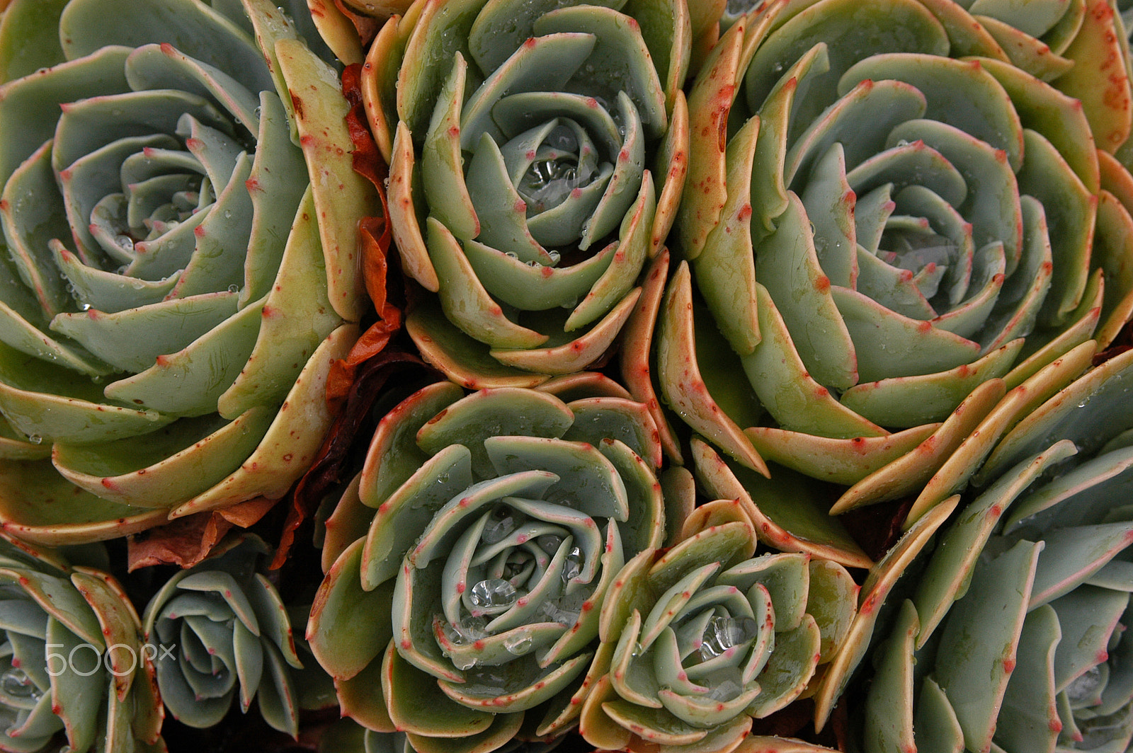 Nikon D100 sample photo. Mendocino succulents in the rain photography