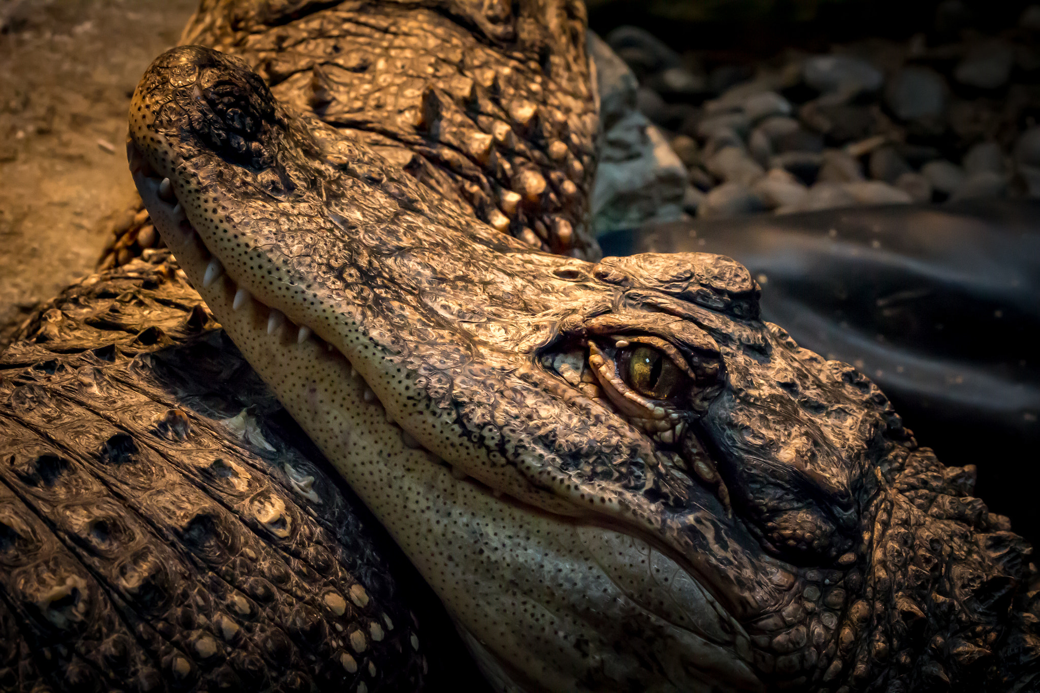 Canon EOS 700D (EOS Rebel T5i / EOS Kiss X7i) + Canon EF 100mm F2.8 Macro USM sample photo. Crocodile photography