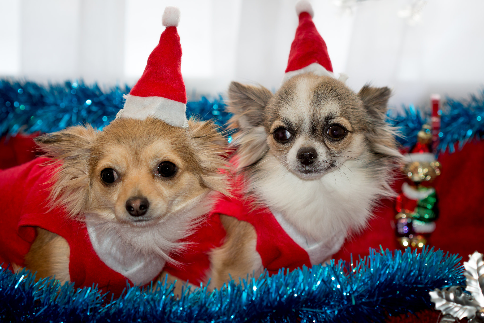 Canon EOS 700D (EOS Rebel T5i / EOS Kiss X7i) + Canon EF 100mm F2.8 Macro USM sample photo. Christmas chihuahua photography