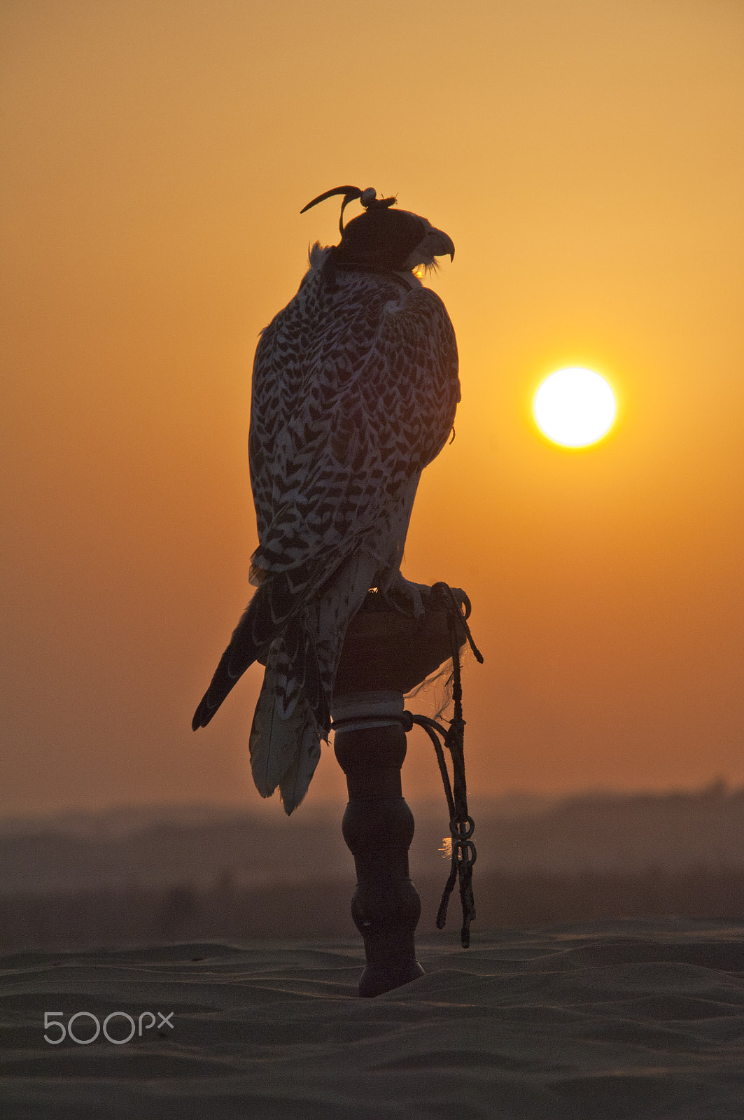 Sigma 18-200mm F3.5-6.3 DC OS HSM sample photo. Hunting falcon photography