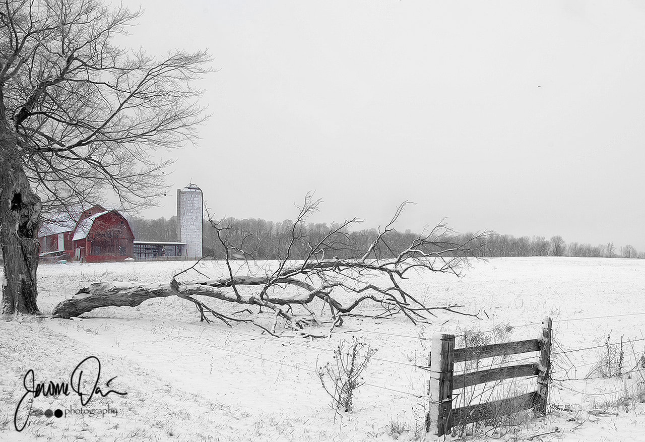 Sigma 24-105mm f/4 DG OS HSM | A sample photo. First snow photography