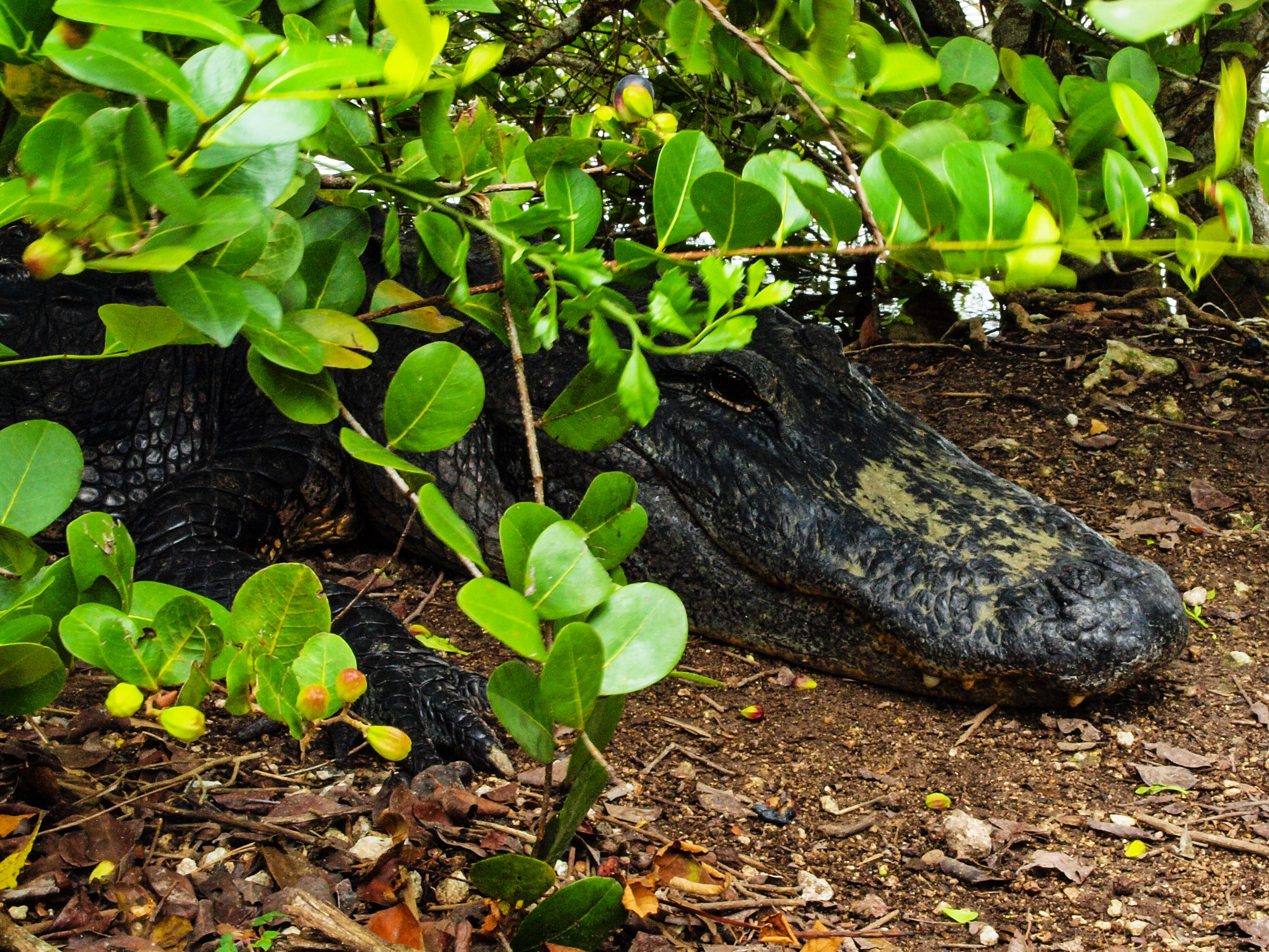 Olympus E-600 (EVOLT E-600) + OLYMPUS 14-42mm Lens sample photo. American alligator: everglades national park photography