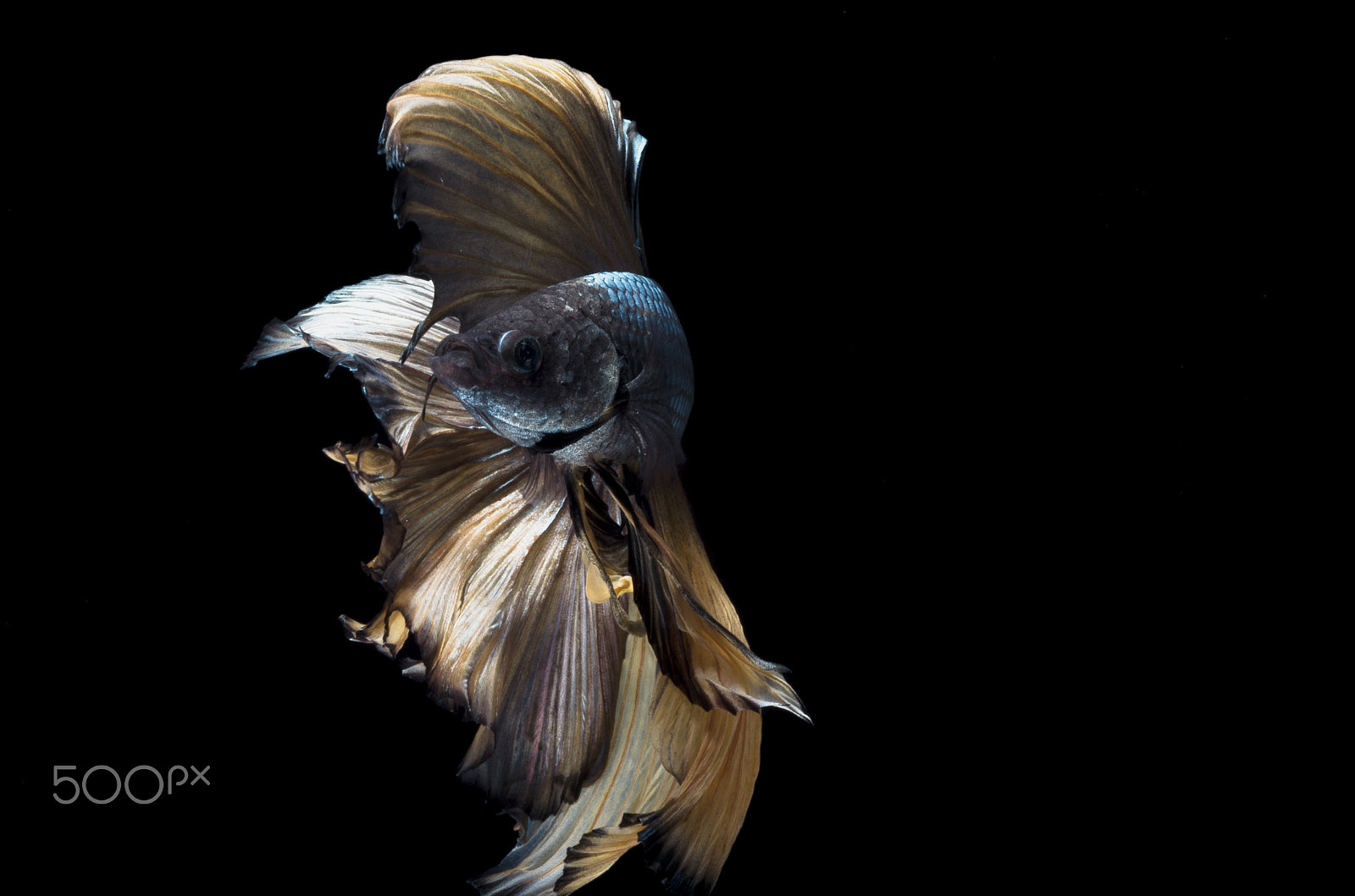 Pentax K-5 IIs + Pentax smc D-FA 100mm F2.8 Macro WR sample photo. Siamese fighting fish photography