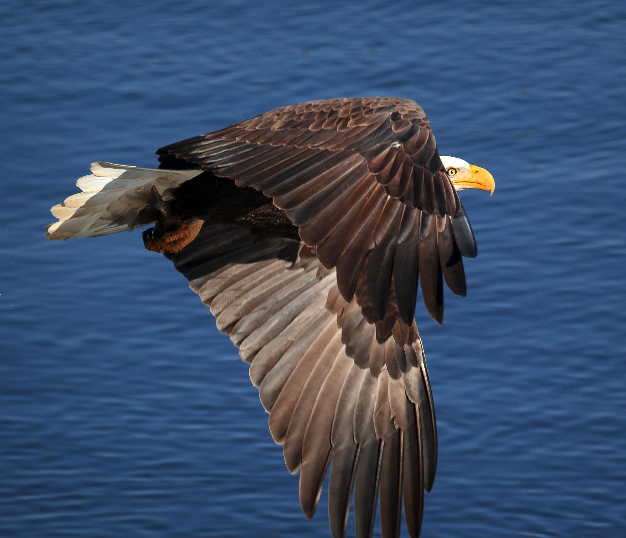Canon EF 600mm f/4L IS sample photo. King in the sky photography