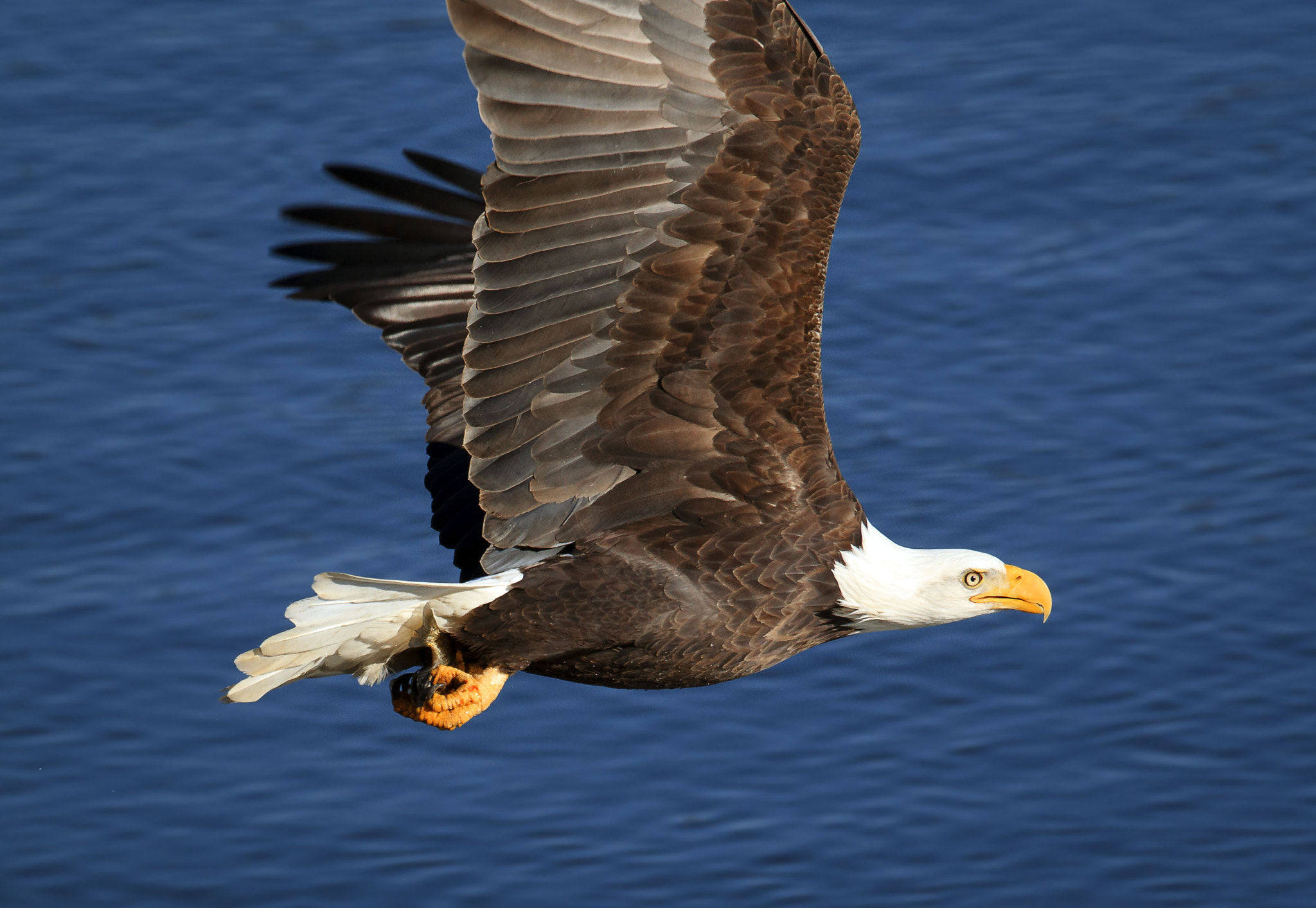 Canon EF 600mm f/4L IS sample photo. King in the sky photography