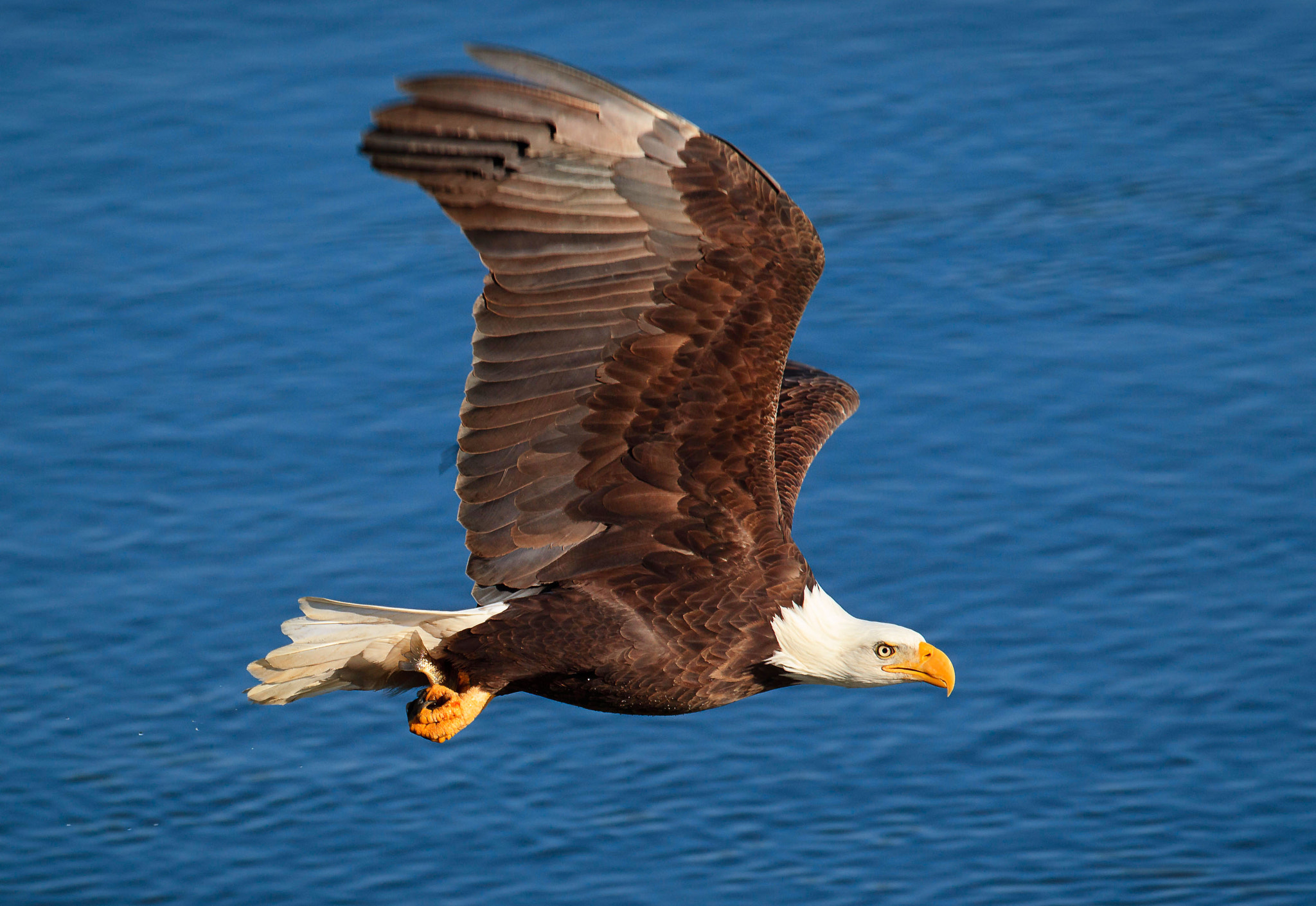 Canon EF 600mm f/4L IS sample photo. King in the sky photography