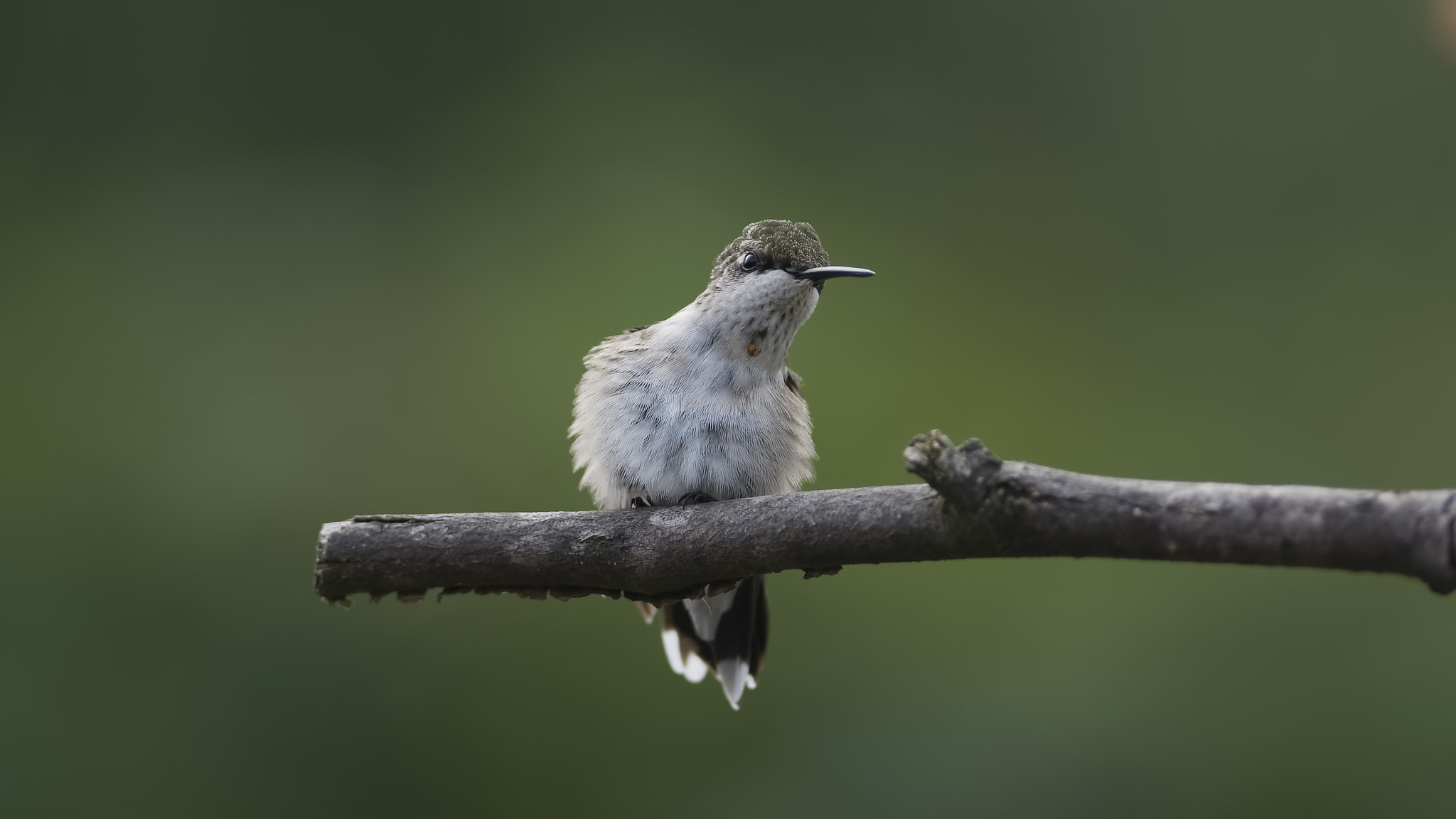 AF Zoom-Nikkor 35-80mm f/4-5.6D sample photo. I'm keeping an eye on you photography