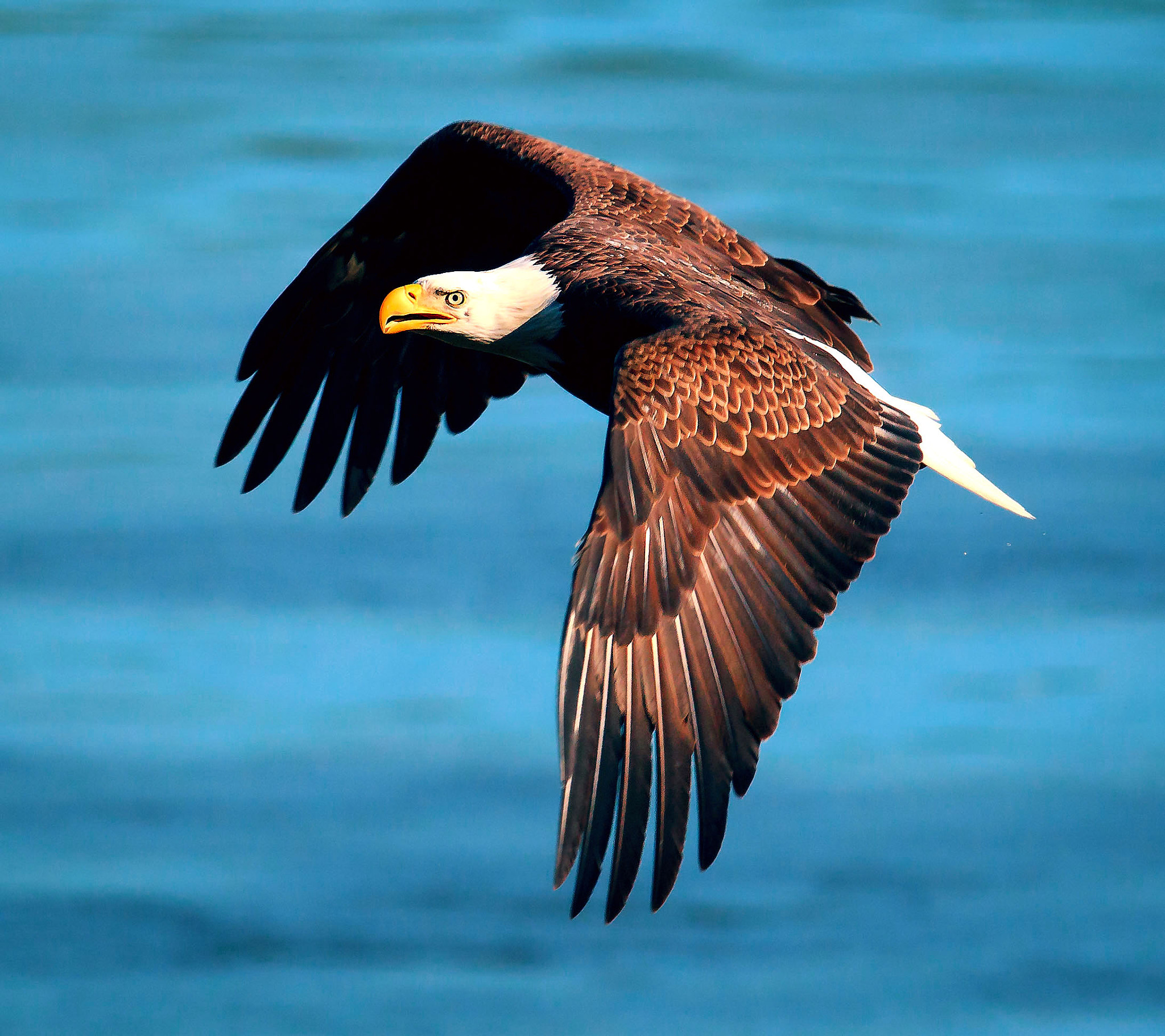 Canon EF 600mm f/4L IS sample photo. King in the sky photography